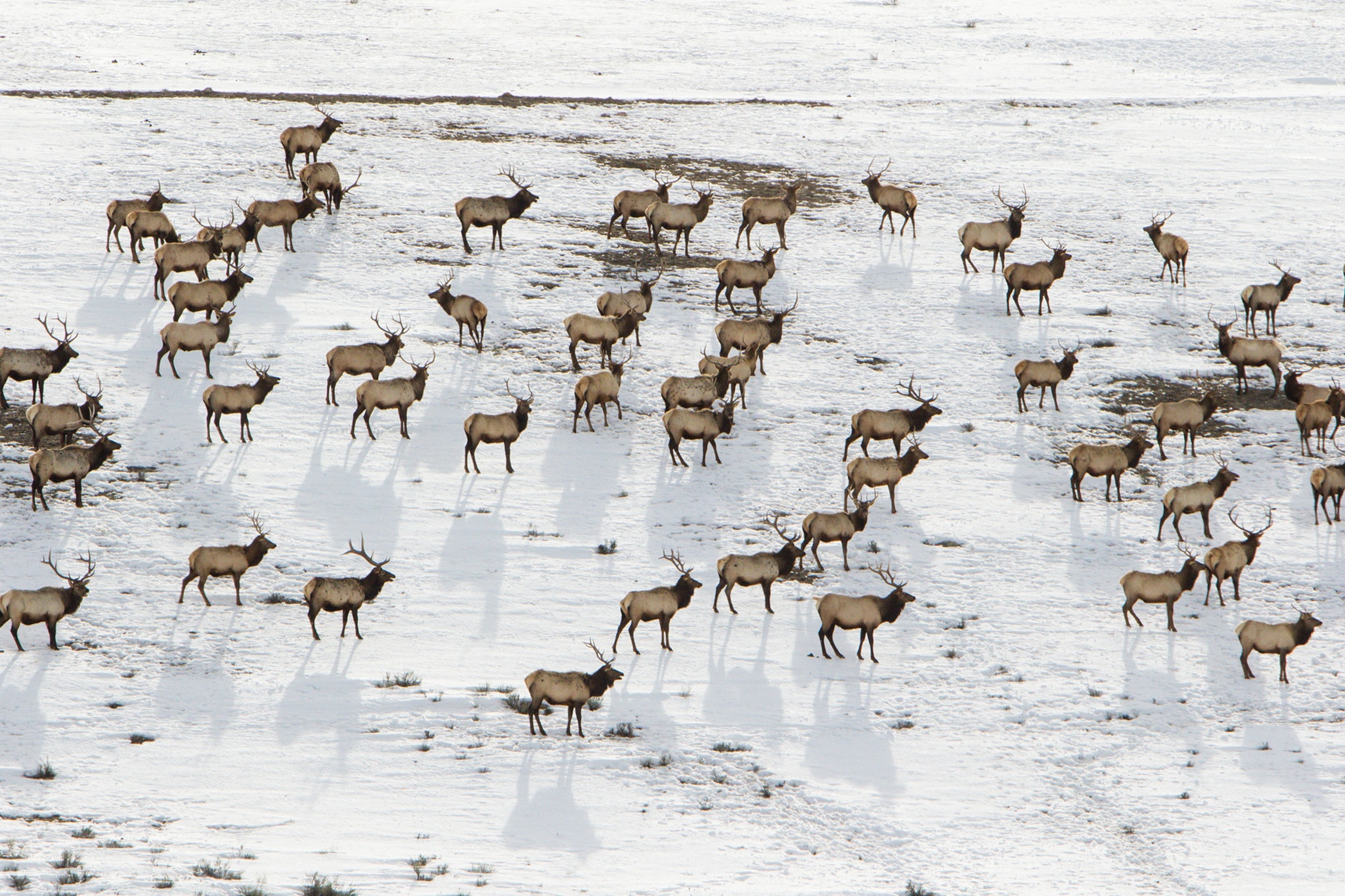 A wide view of a herd of Elk.