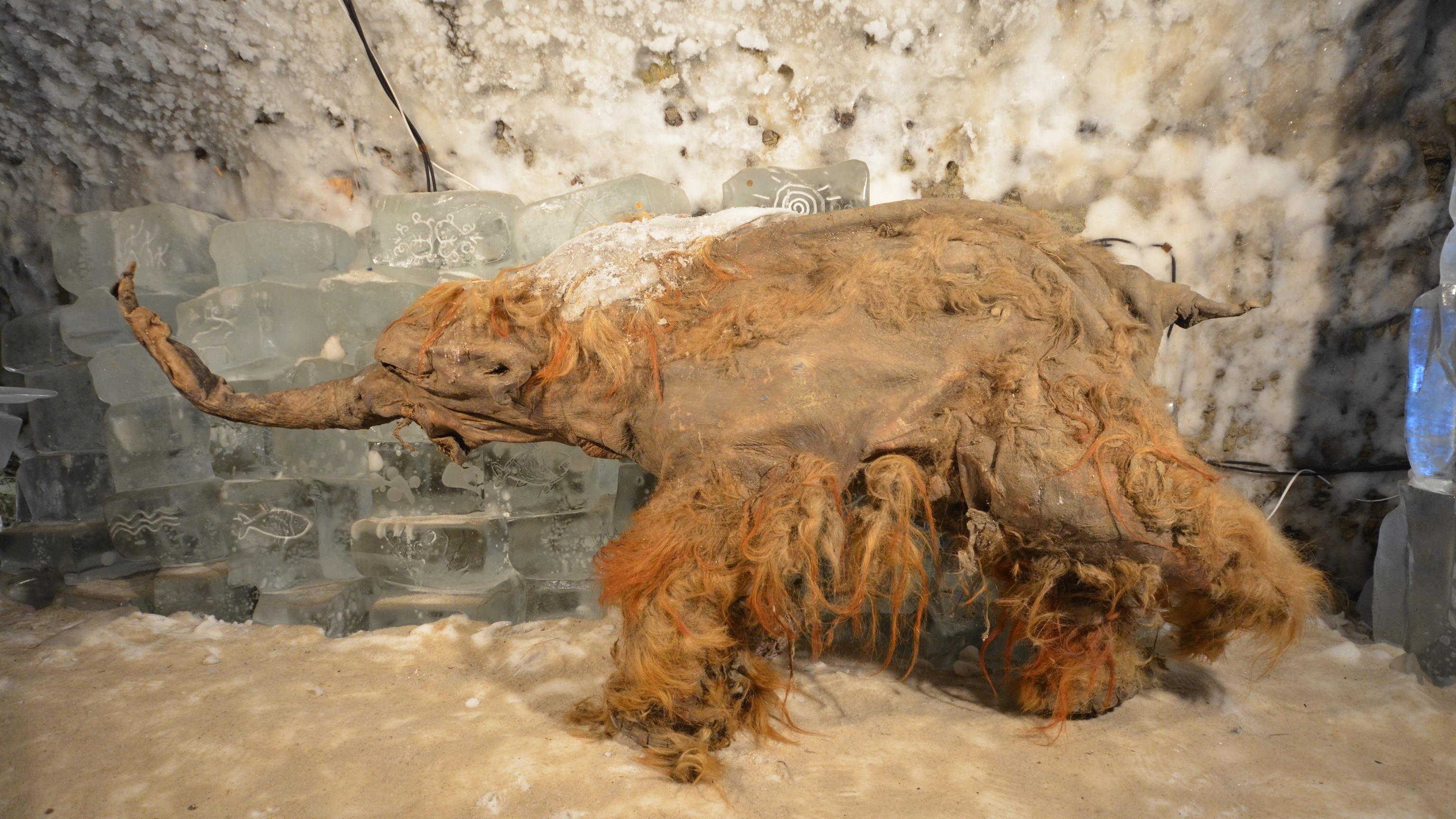 World’s oldest RNA found in 40,000-year-old woolly mammoth