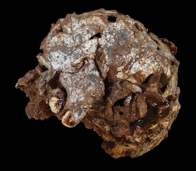 Mtoto_skull.jpg?w=636&h=556