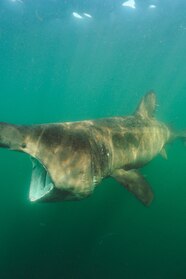 Bluntnose Sixgill Shark Bluntnose Sixgill Shark