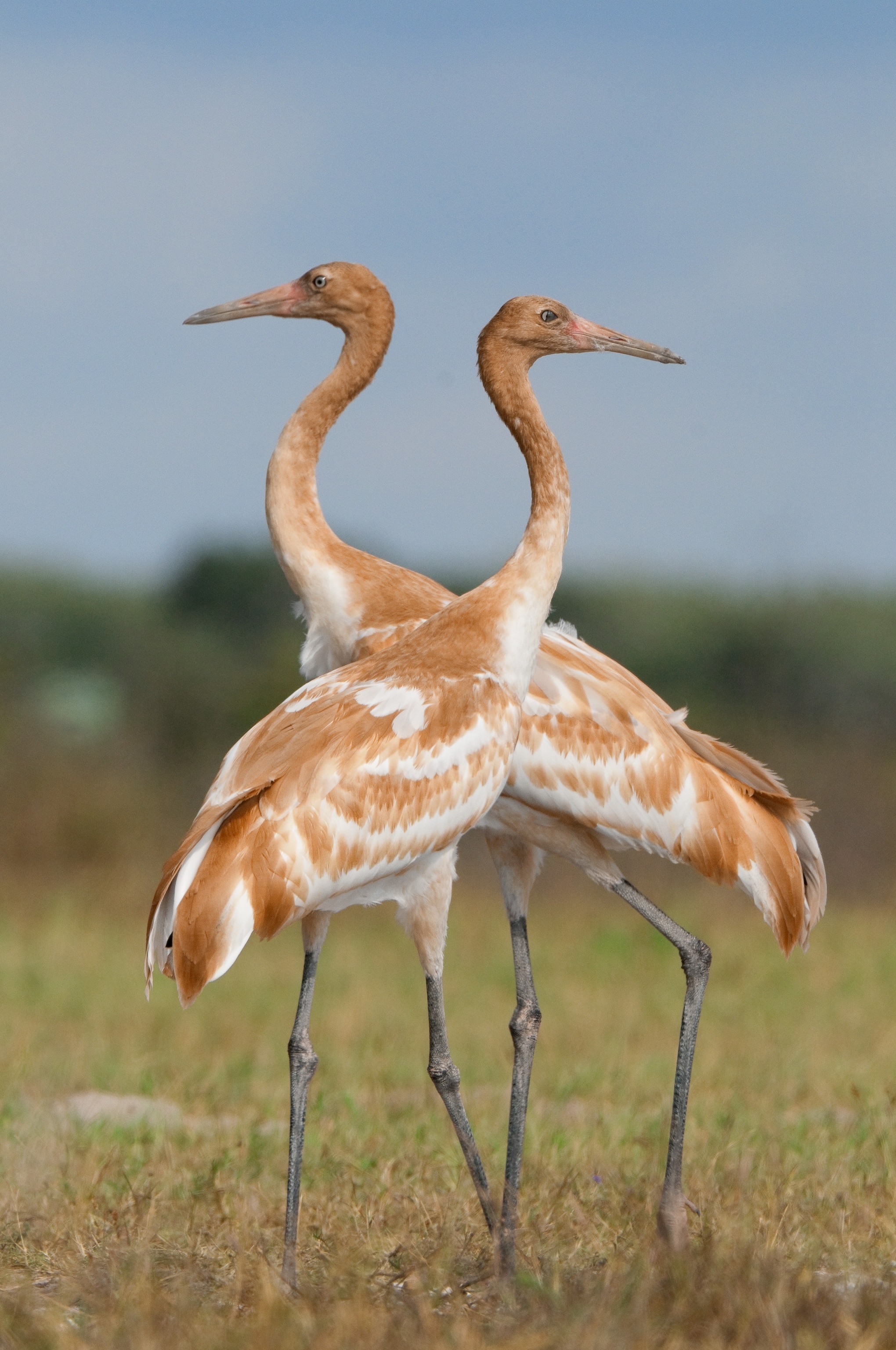 sibling whooping cranes crossing paths at Aransas National Wildlife Refuge in Texas