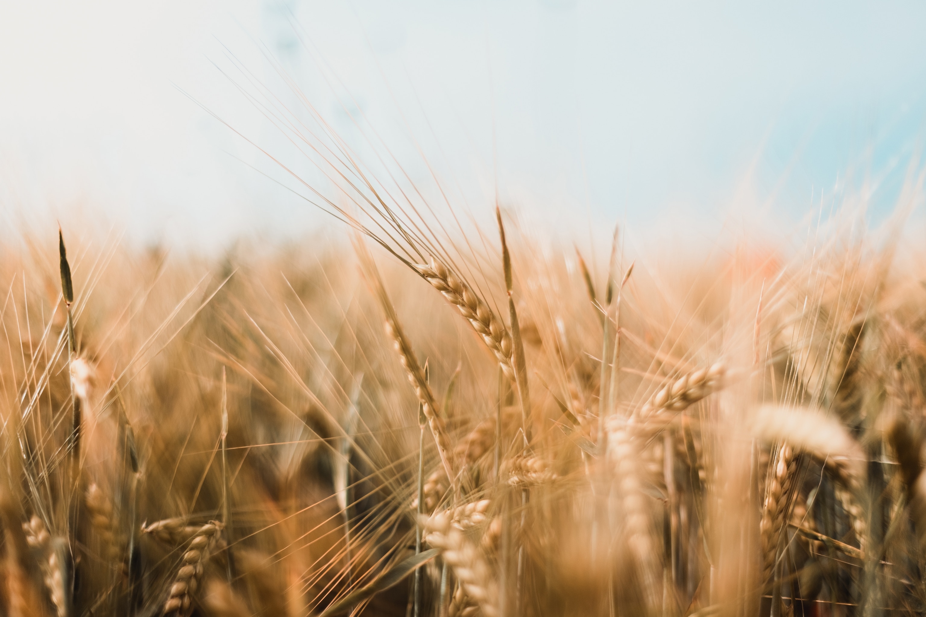 Close-up of barley plant