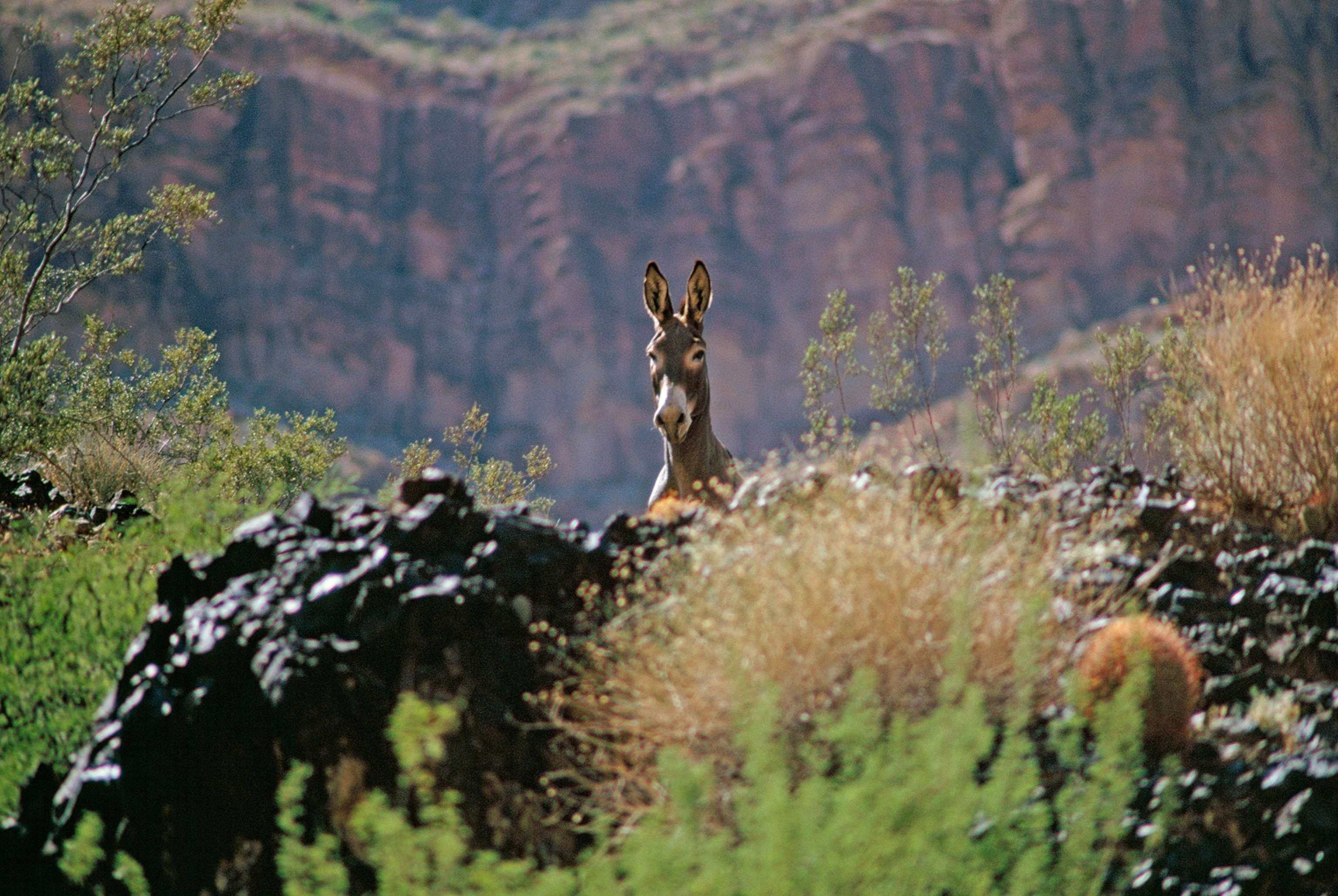 A wild donkey peeks out over canyon terrain.