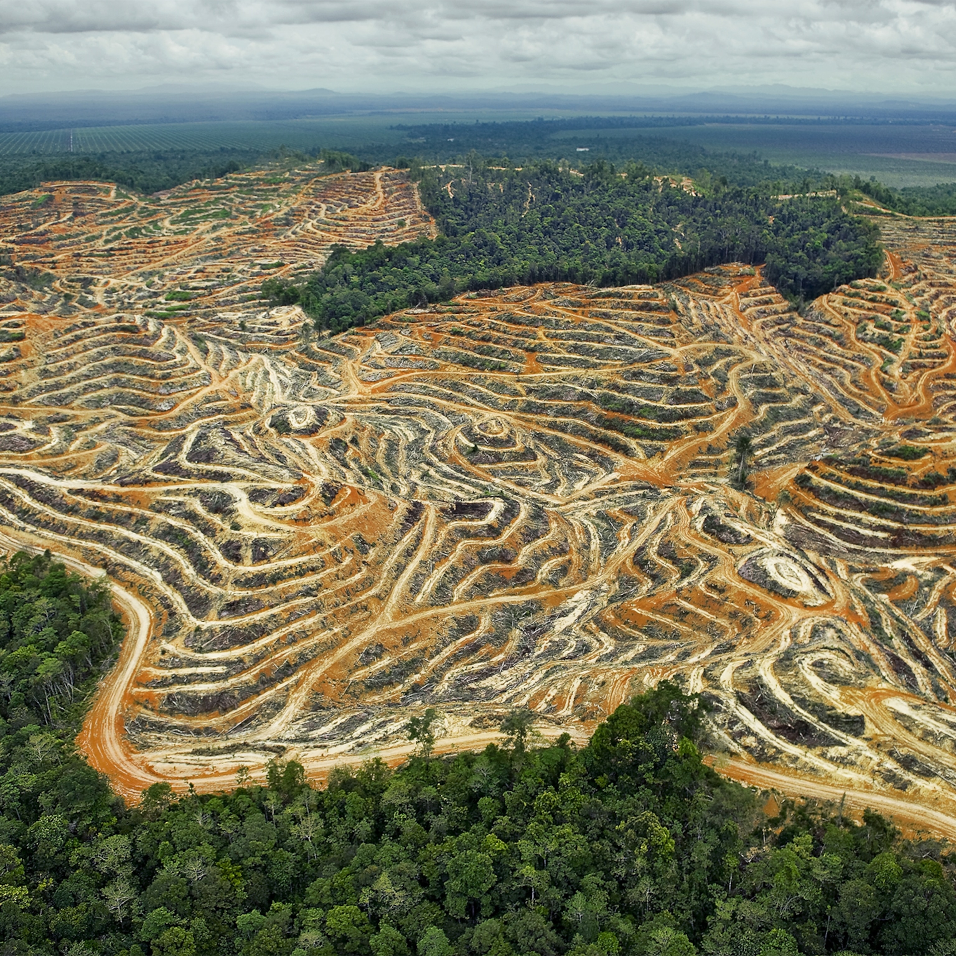 Can Borneo S Tribes Survive Biggest Environmental Crime Of Our Times