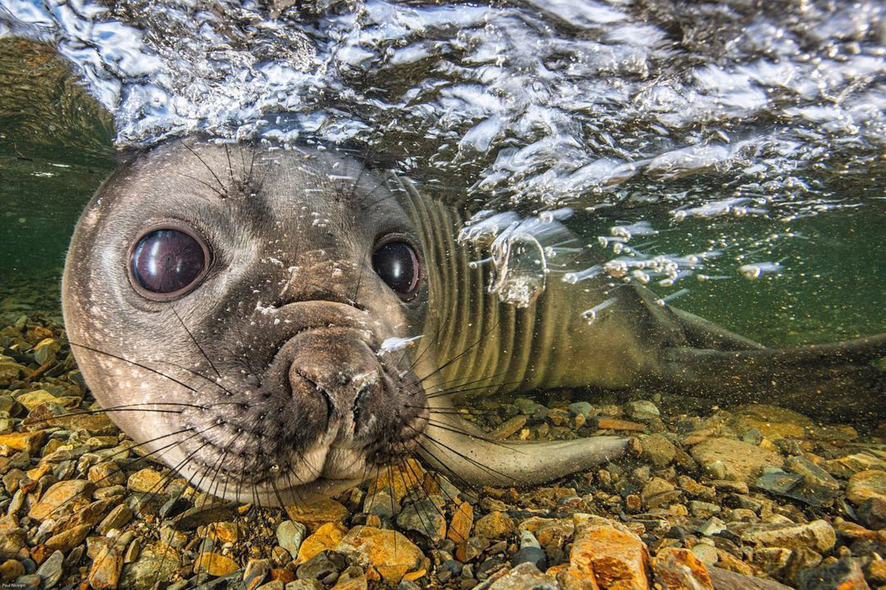 an elephant seal