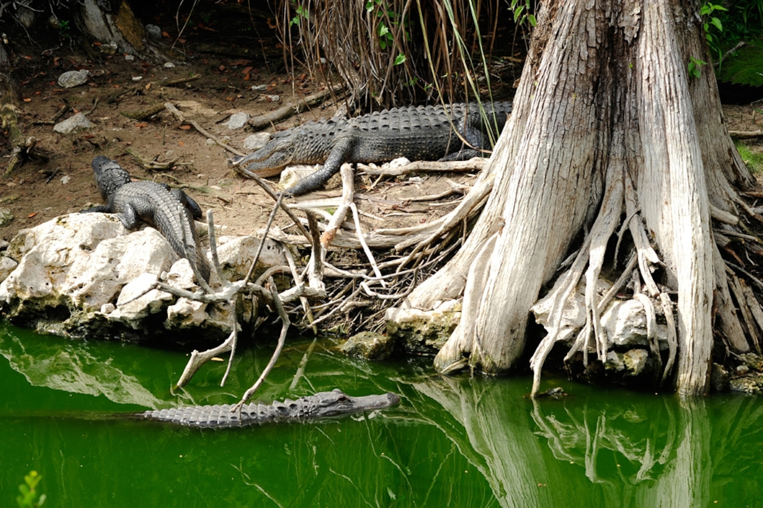 Alligators in Big Cypress National Preserve, one of the U.S. national parks that may be threatened by the Gulf oil spill.