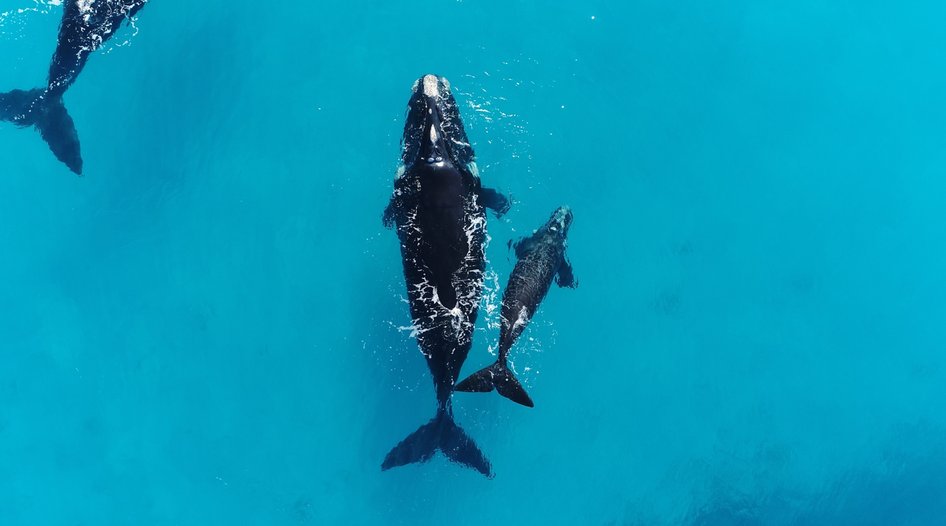 A southern right whale swims next to her calf.