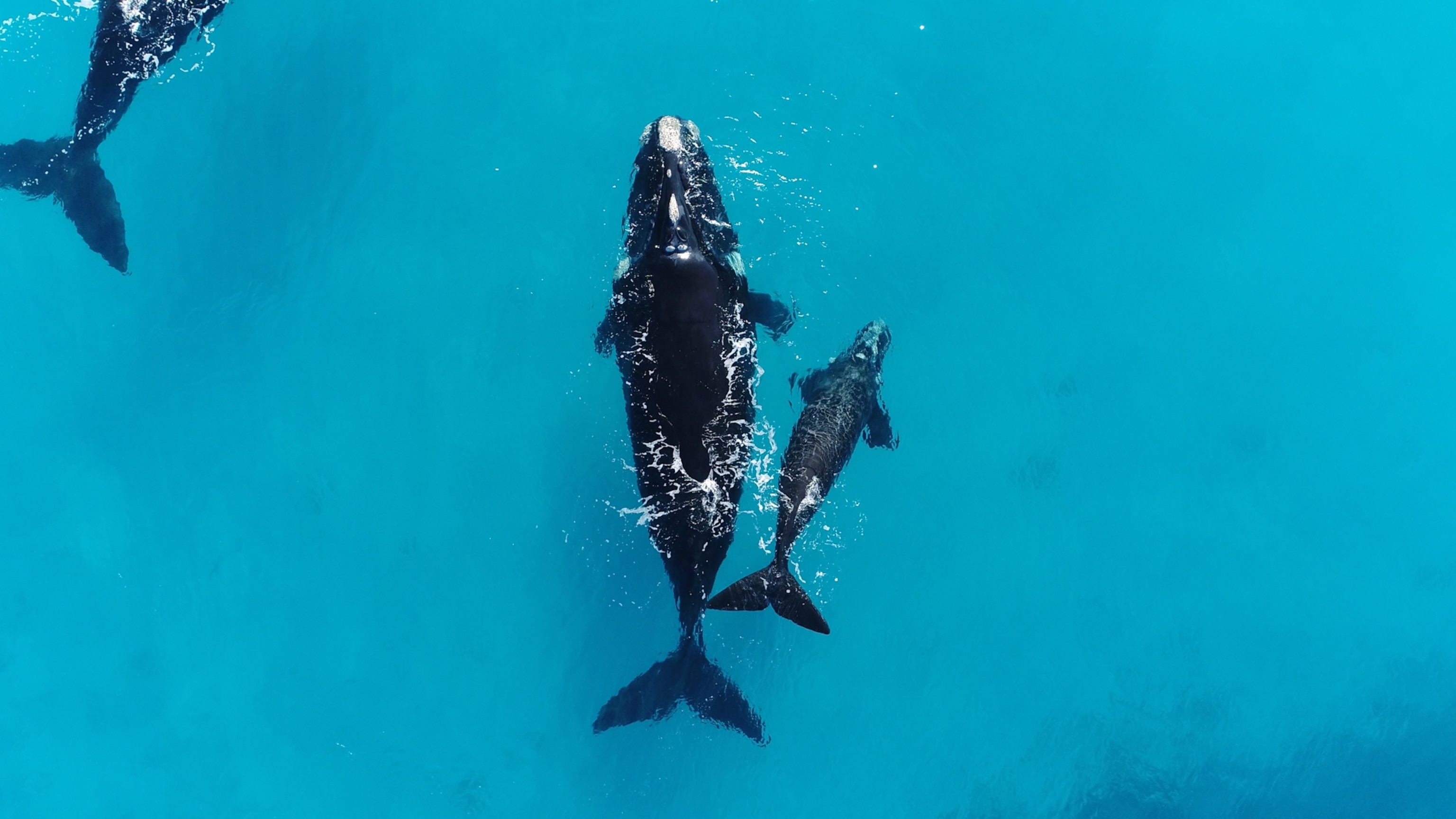 Scientists finally have an explanation for this weird whale behavior