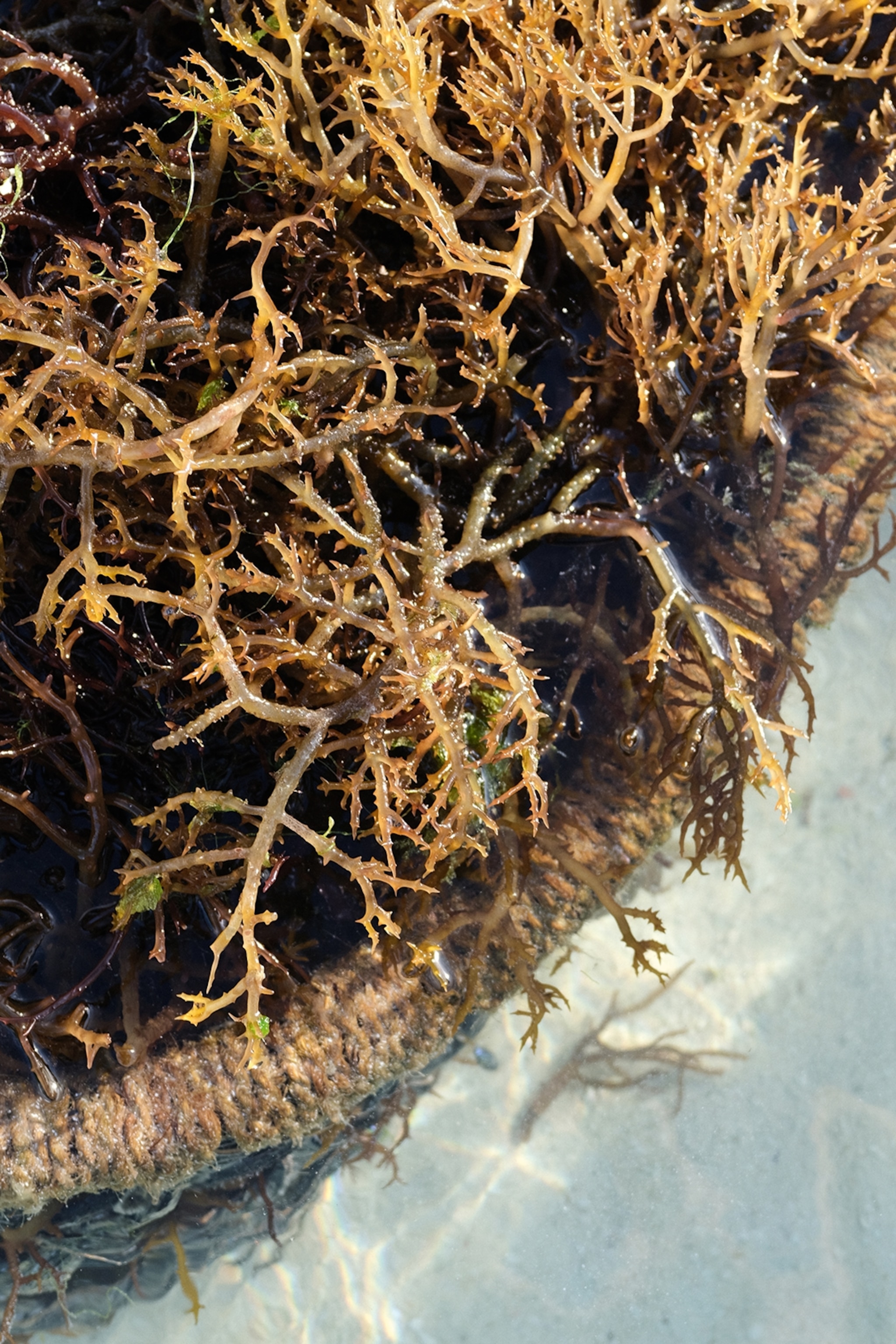 A close-up on a floating basket of seaweed.
