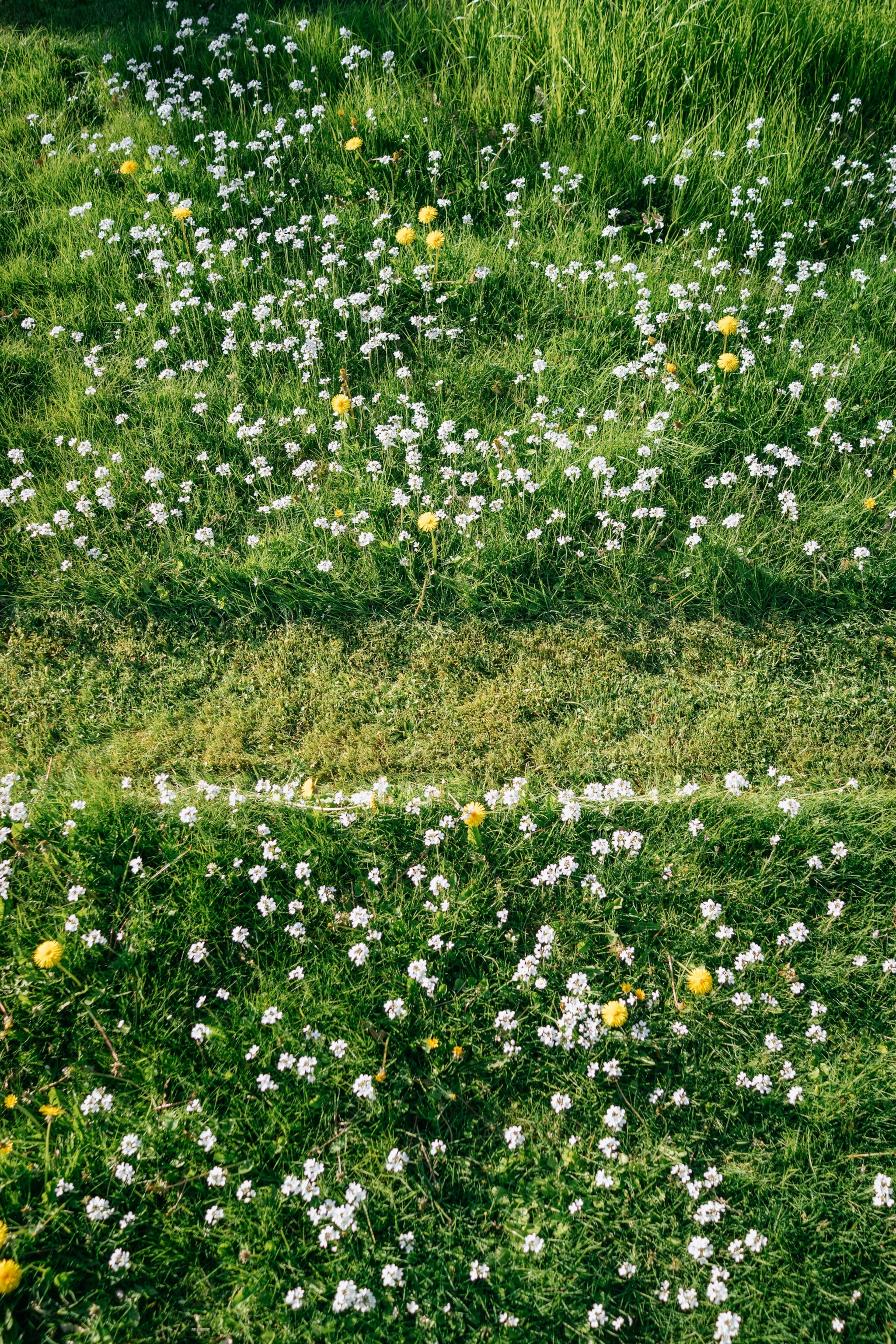 Yellow dandelions and white flowers grow on green grass in a sunny field. A lawn mower has cut a fresh path through the flowers.