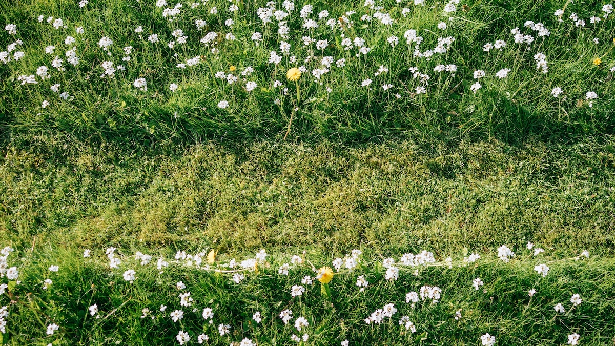 Why you may not want to let your lawn grow wild this ‘No Mow May’