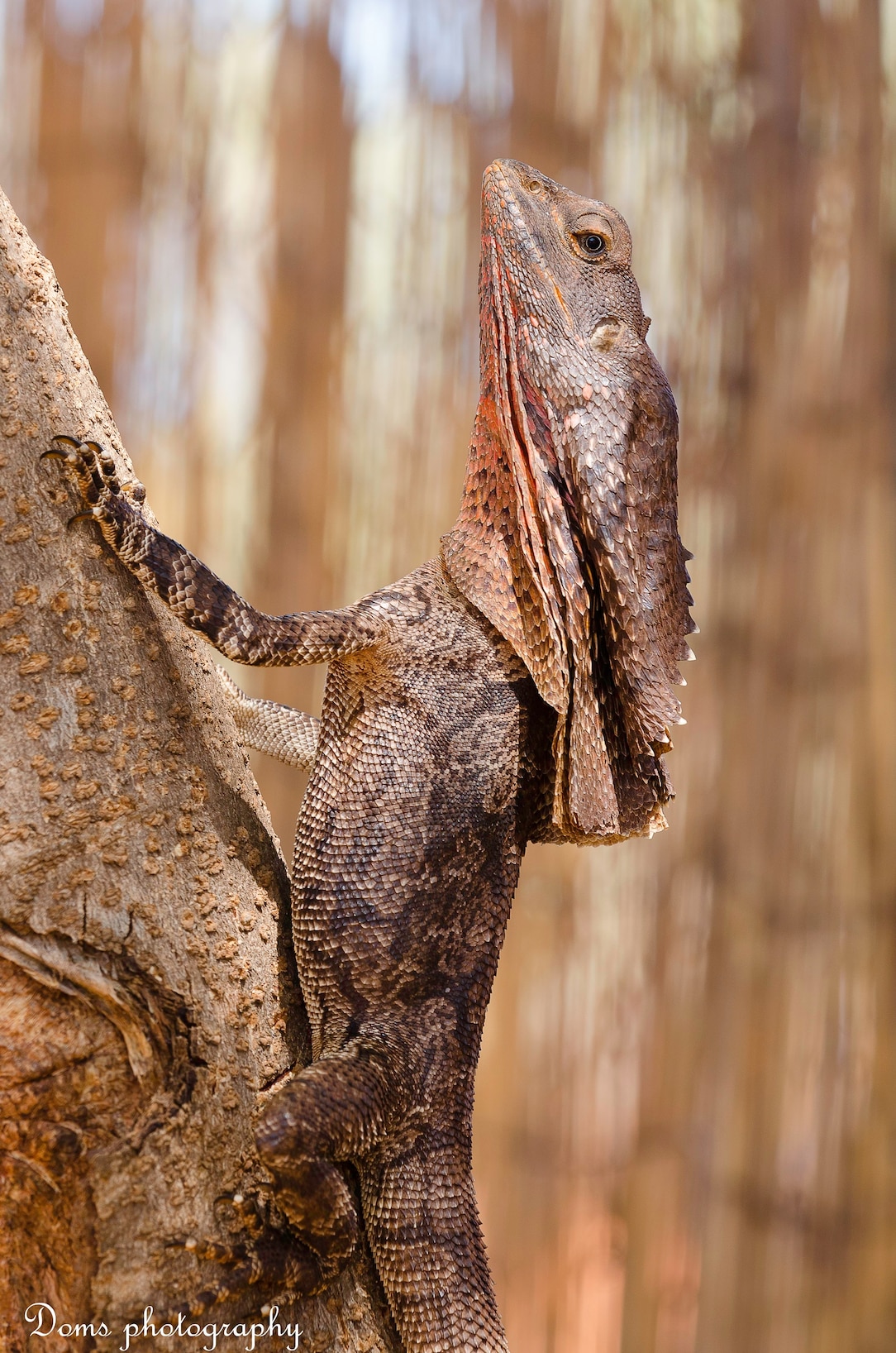 Frilled Lizard | National Geographic | National Geographic, image size:1084x1636