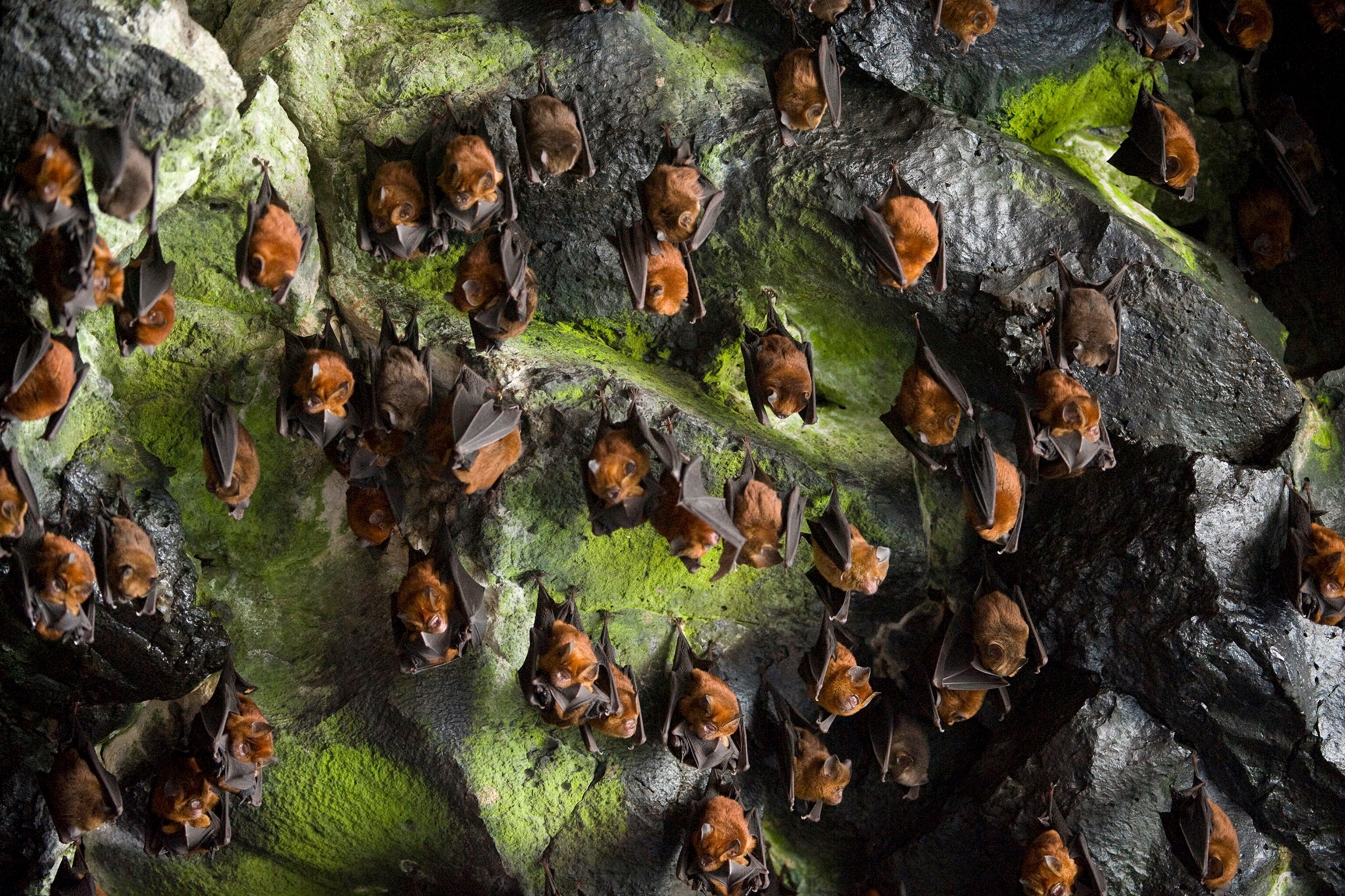 A cave filled with Noack's roundleaf bats, Hipposideros ruber.