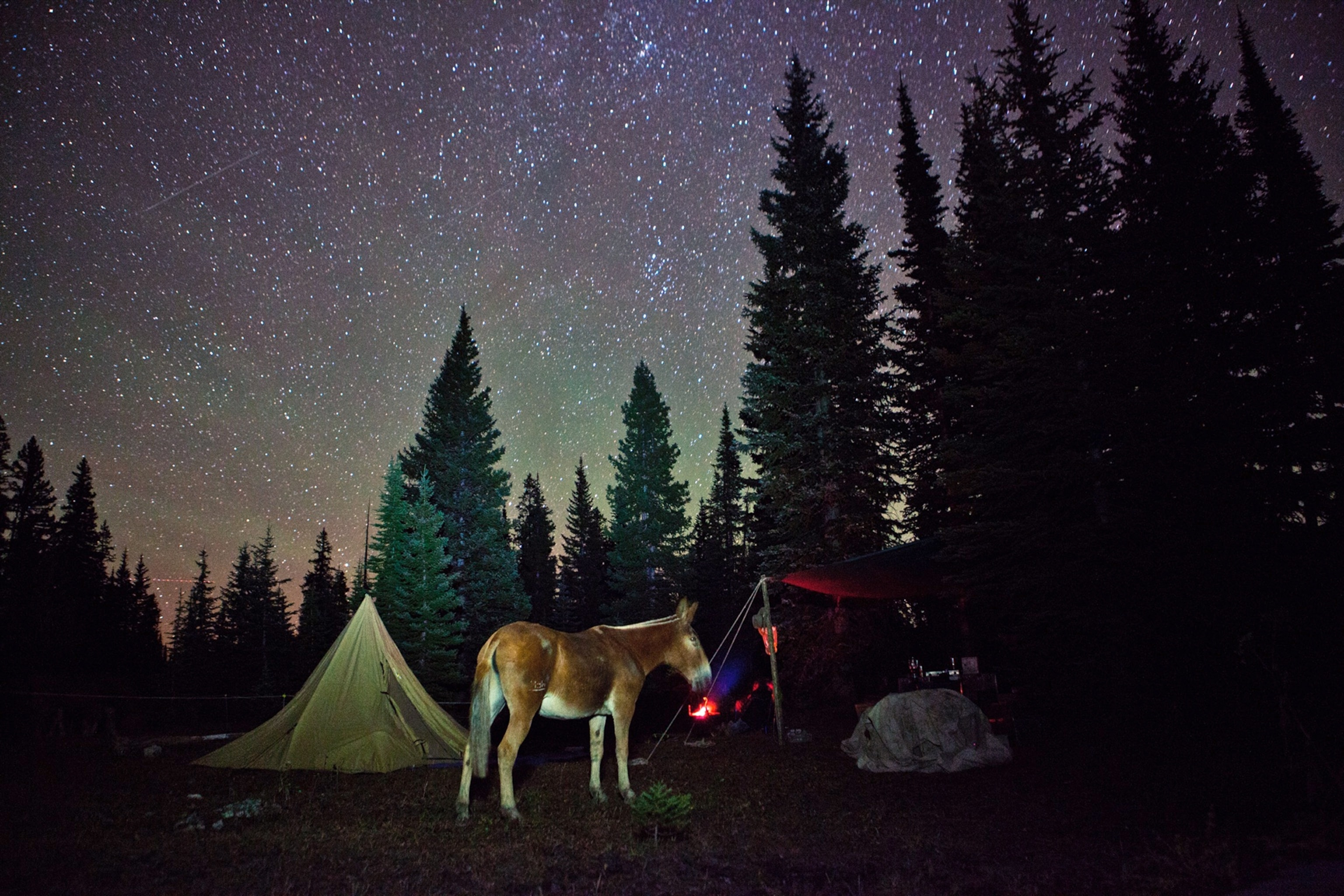 a mule and tent under the stars
