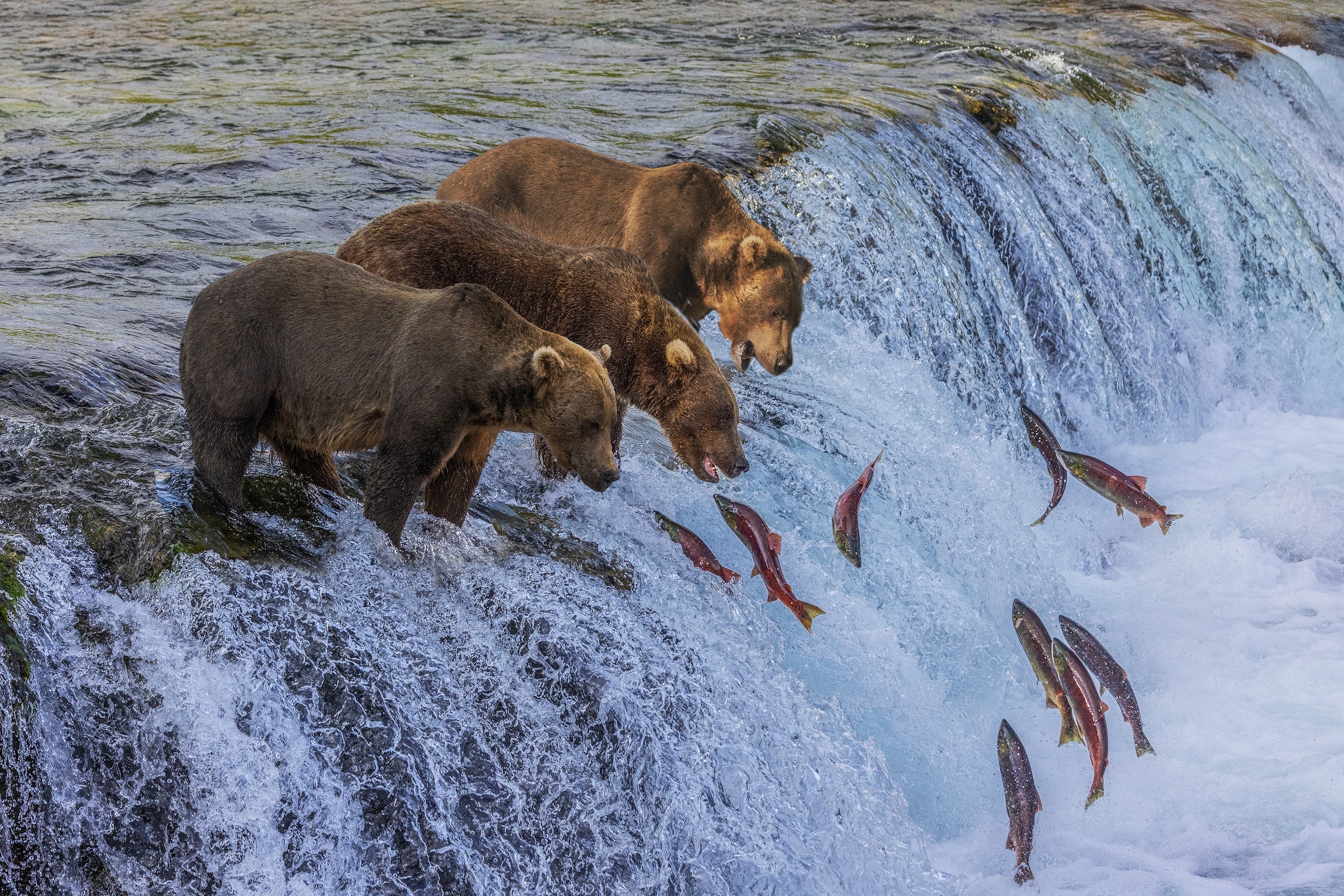 salmon run in alaska