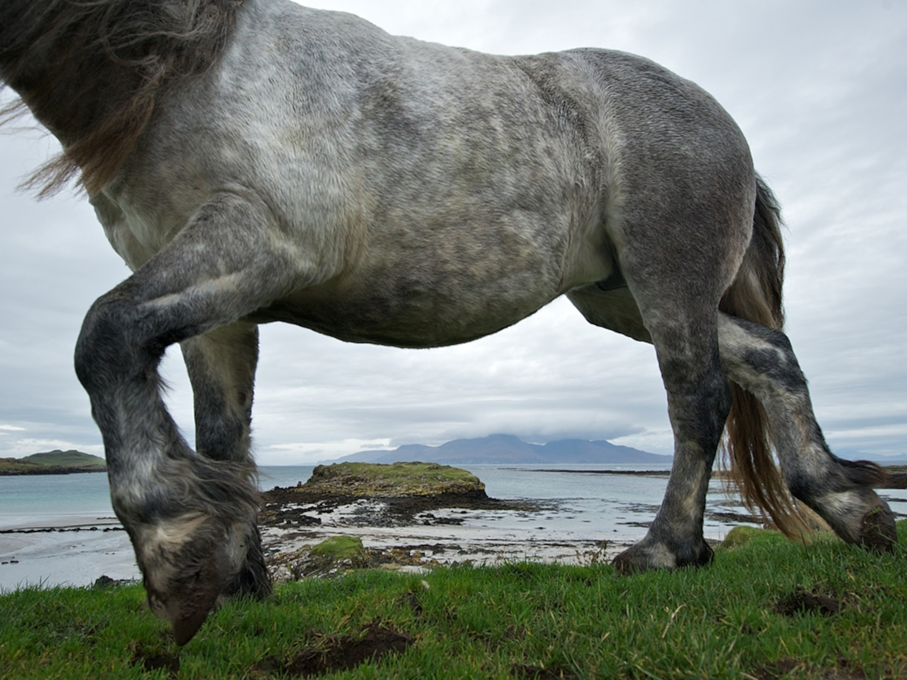 Horses on the beach at Isle of Muck Farms