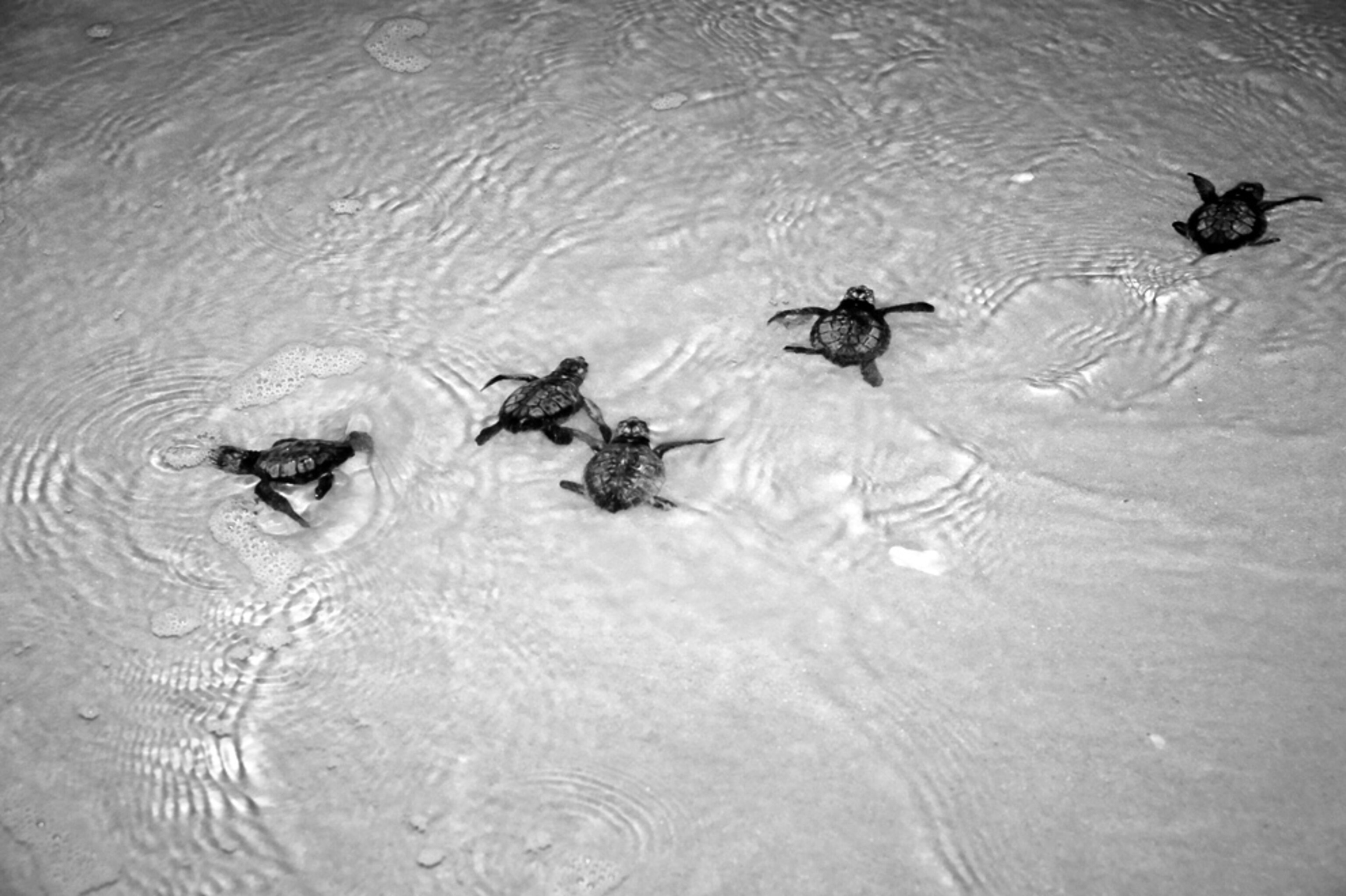 A picture of the first Gulf of Mexico sea turtle hatchlings entering the Atlantic Ocean
