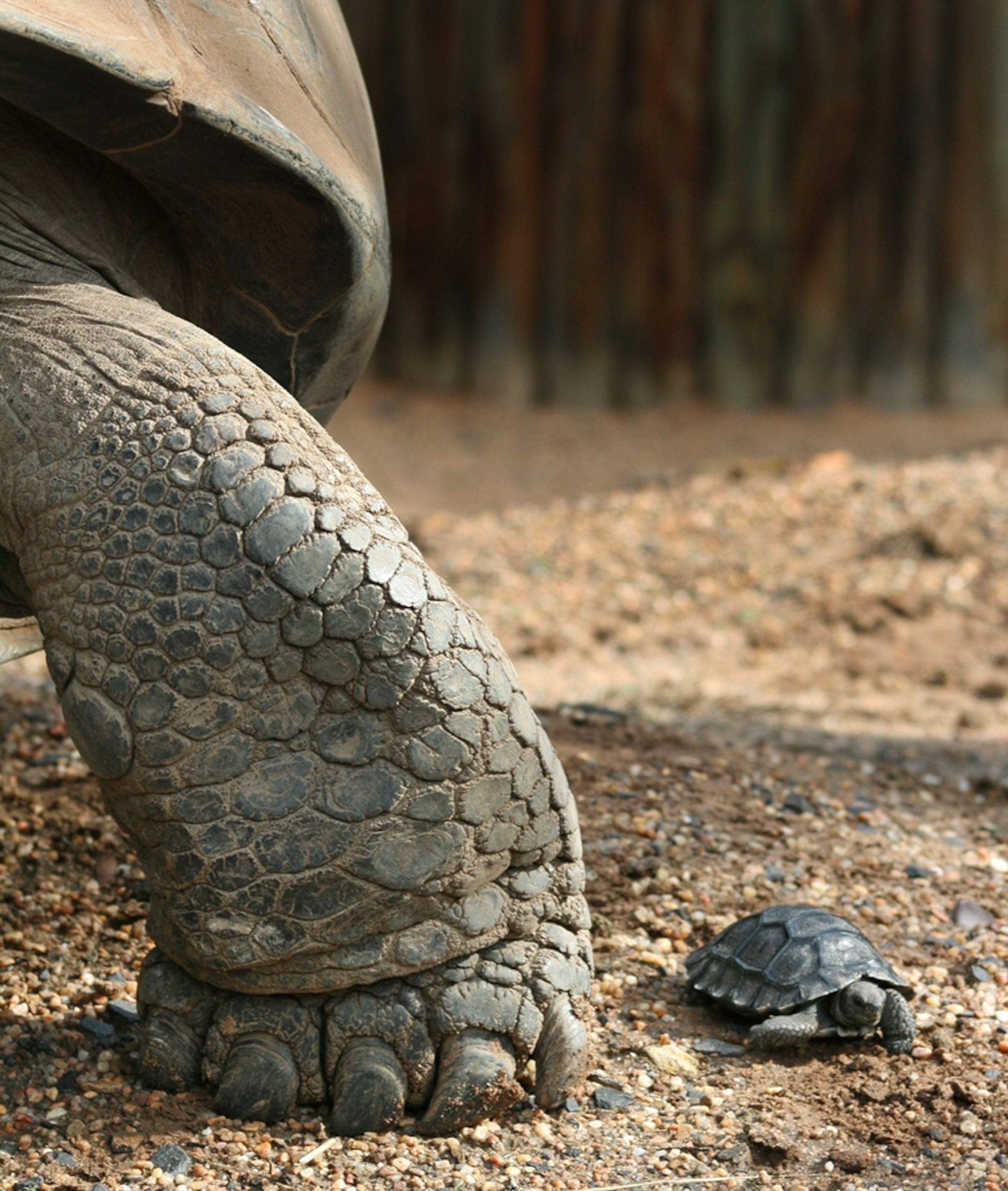 Galápagos tortoise picture: mother and baby -- for best pictures of October photo gallery