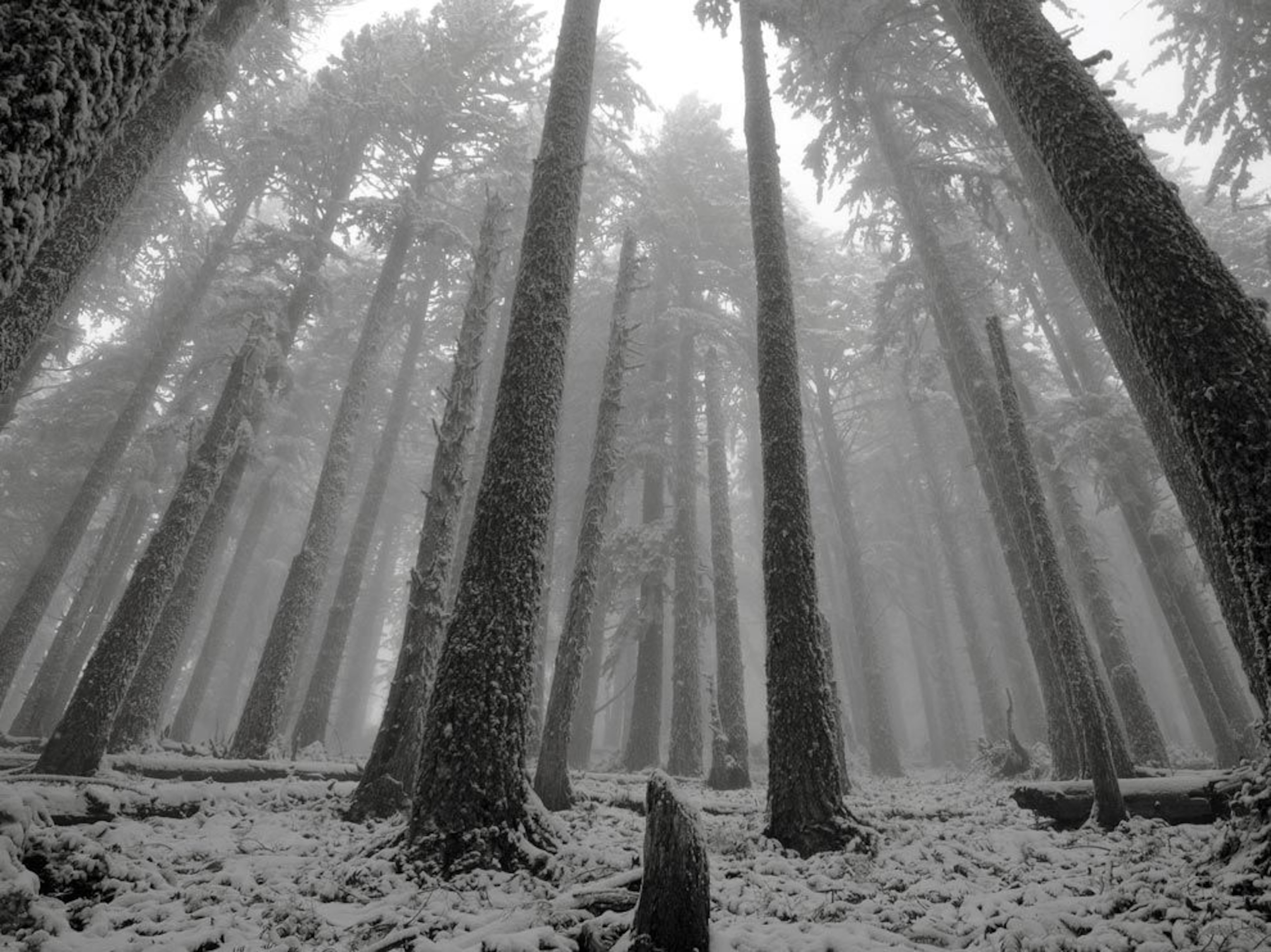 a snow dusted forest.