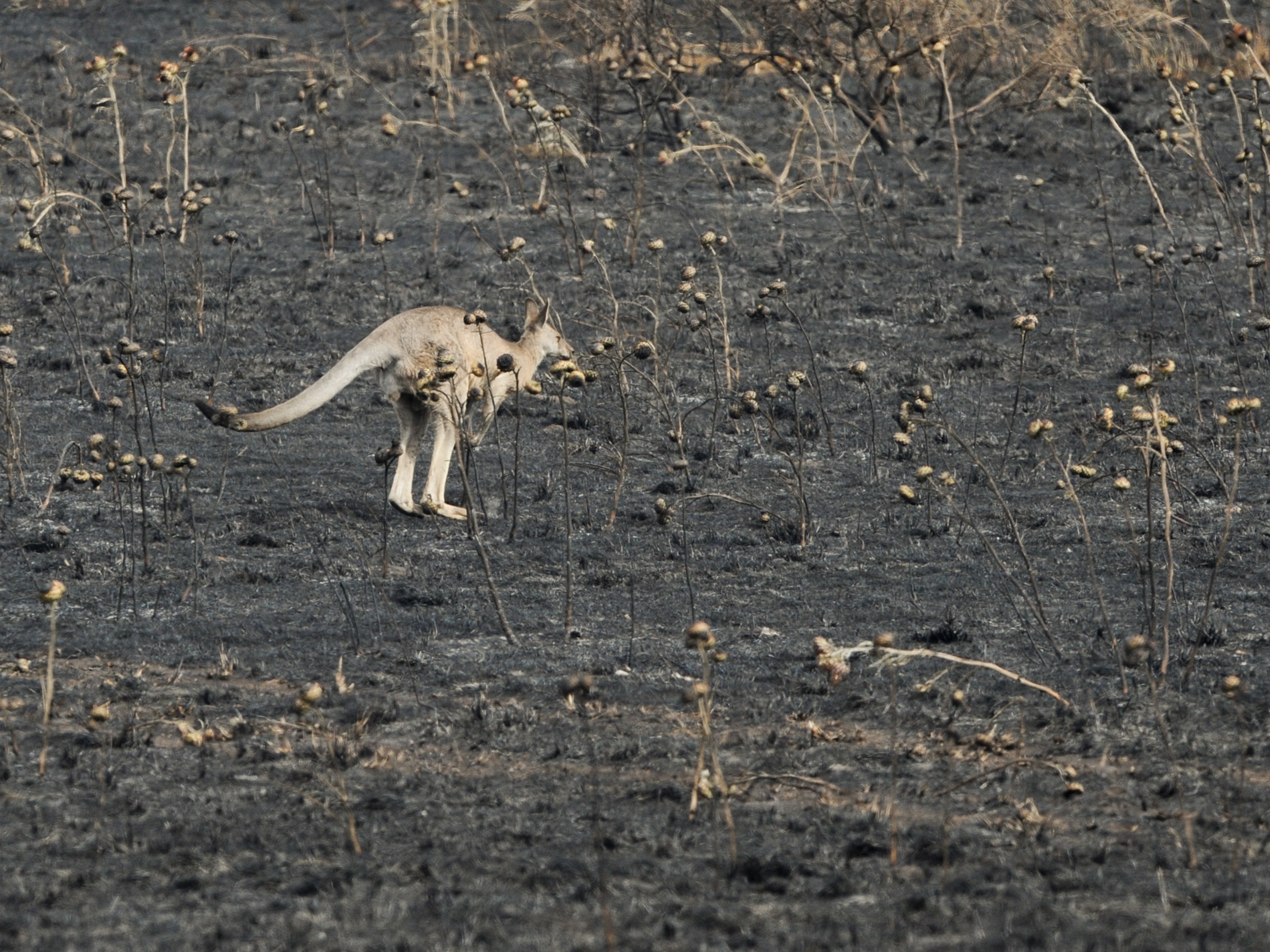 Australia wildlife picture - kangaroo in Victoria state
