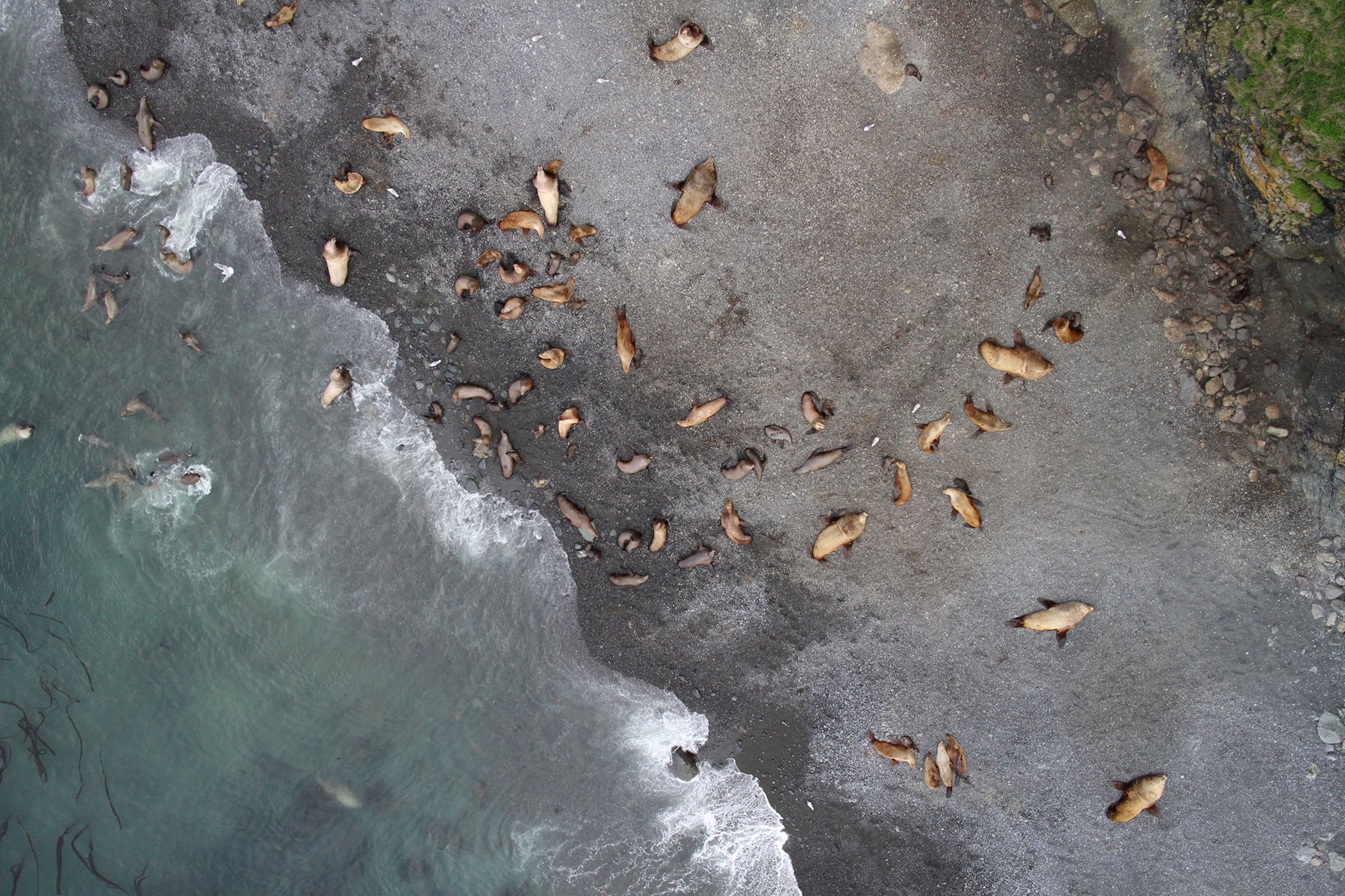 Cape Wrangell Steller sea lion rookery at Attu Island, Alaska