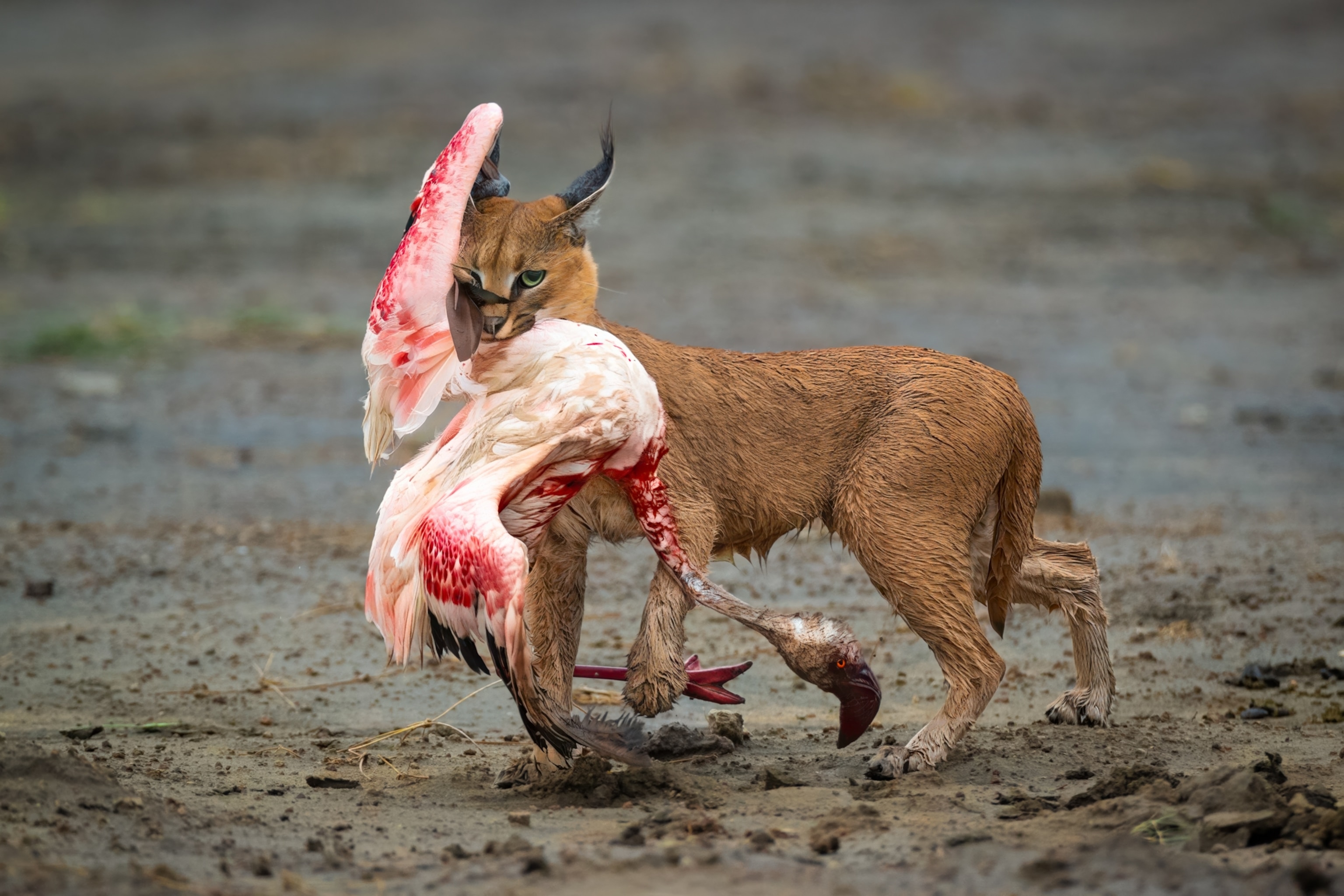 An image of a cat hunting a bird.