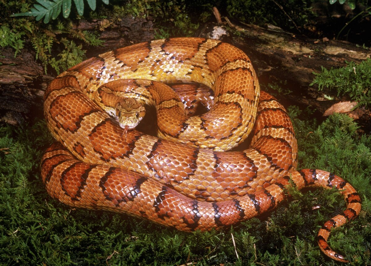 Belly Up Why Do Some Snakes Have Elaborate Belly Patterns?