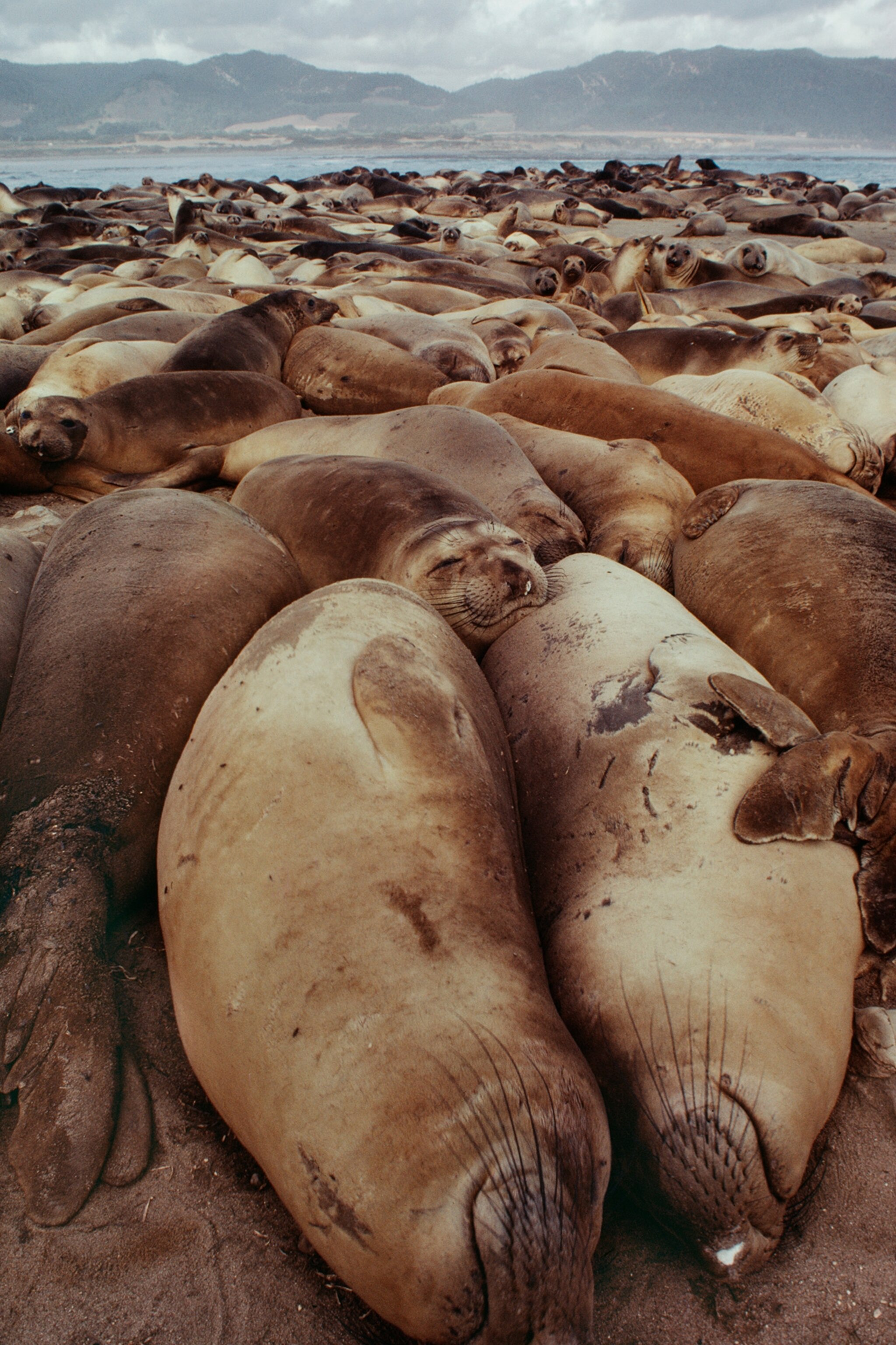 2 hours of sleep a day? How this animal can survive is a mystery.