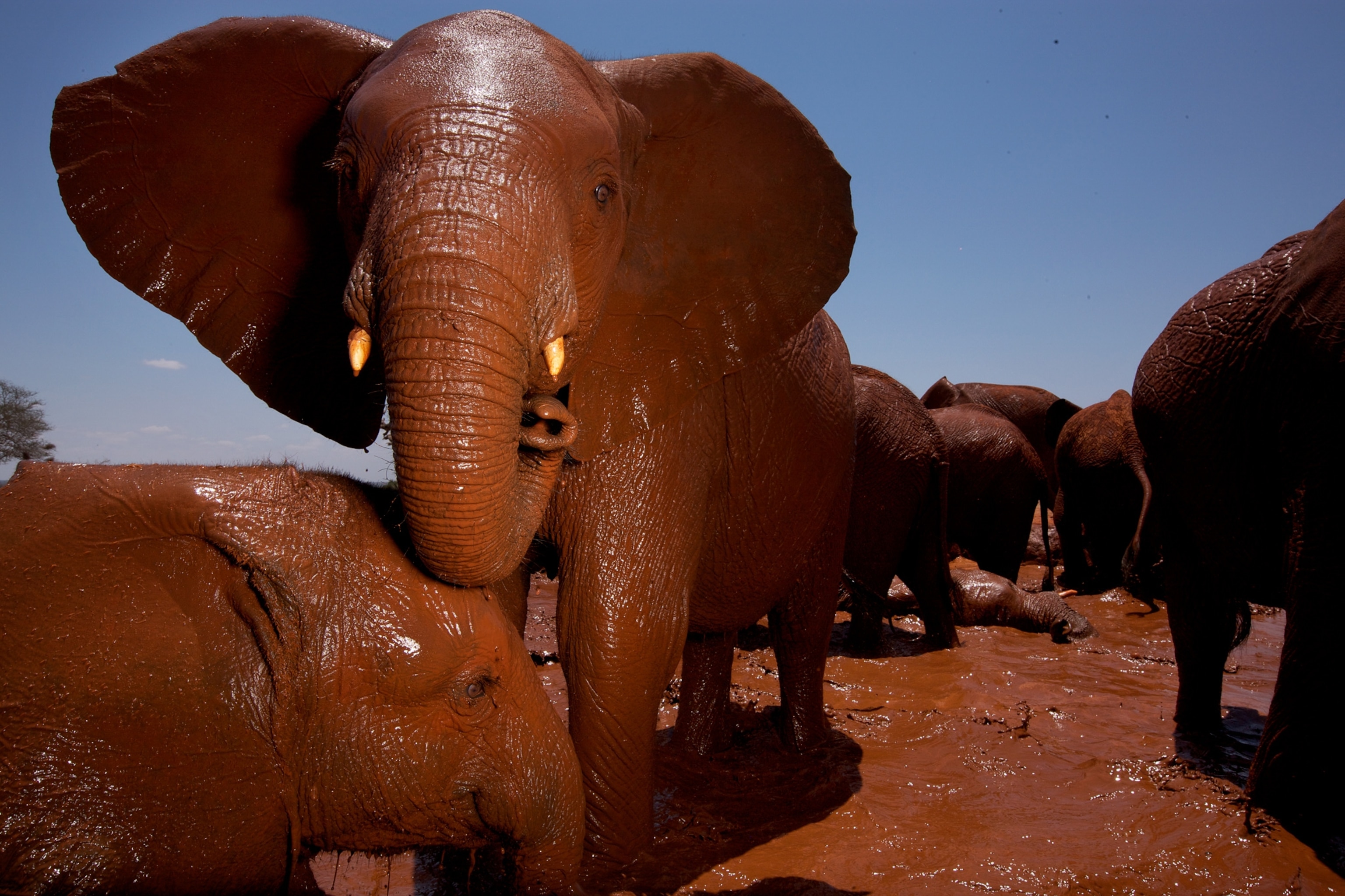 Elephants in Tsavo East National Park in Kenya.