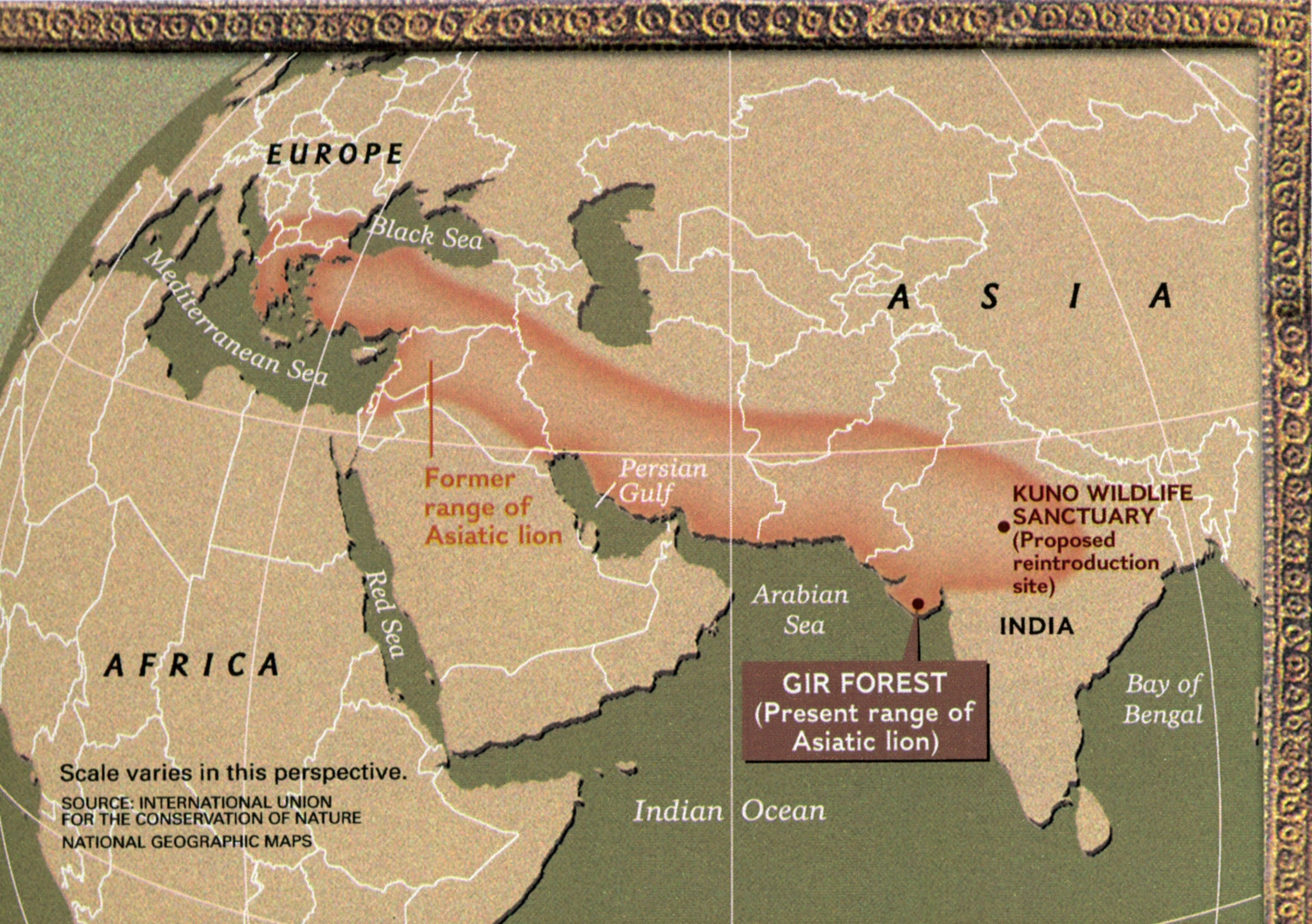 A map shows the former habitation range of the Asiatic lion.