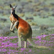 Red Kangaroo