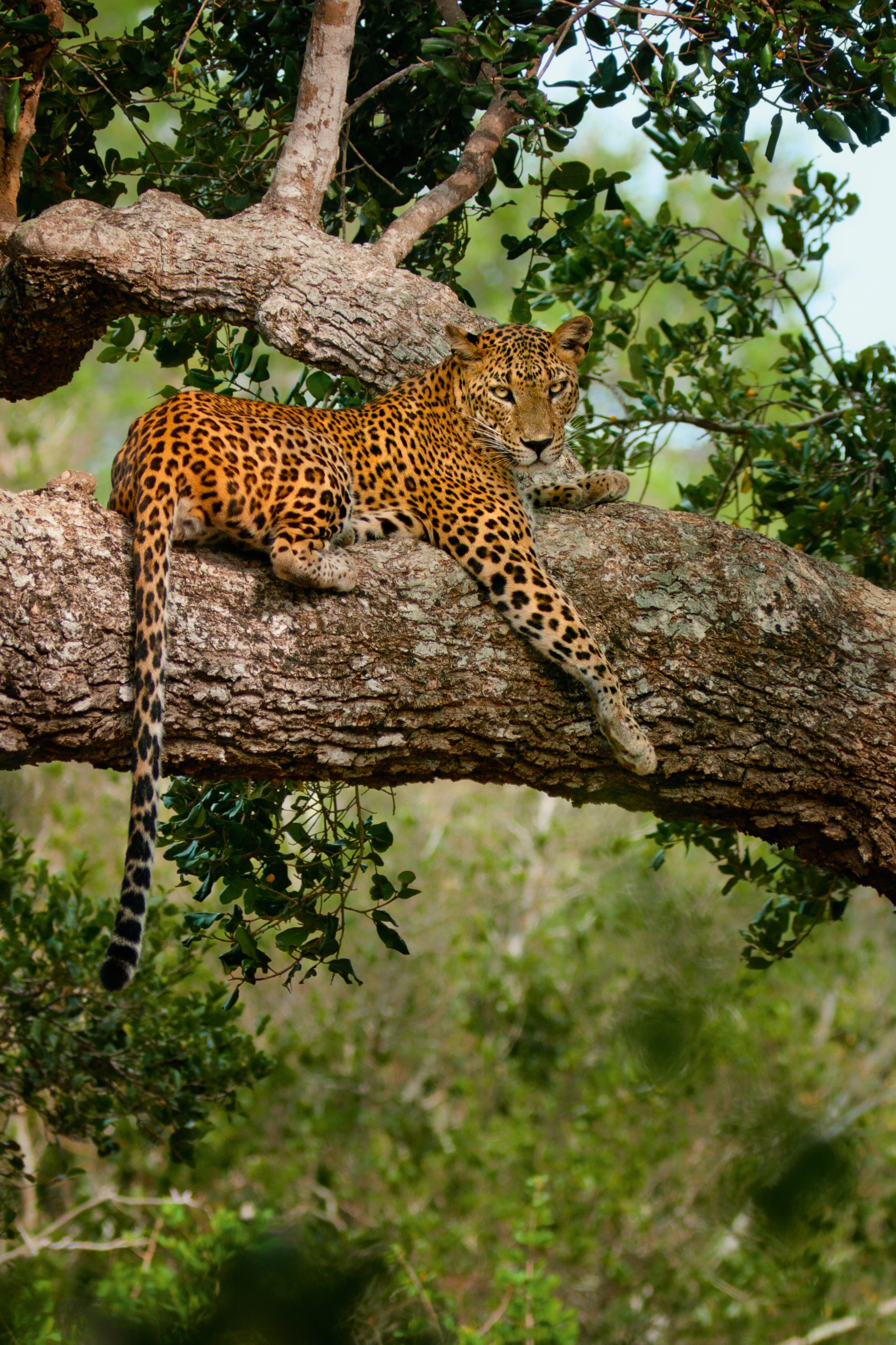 Leopard in a tree