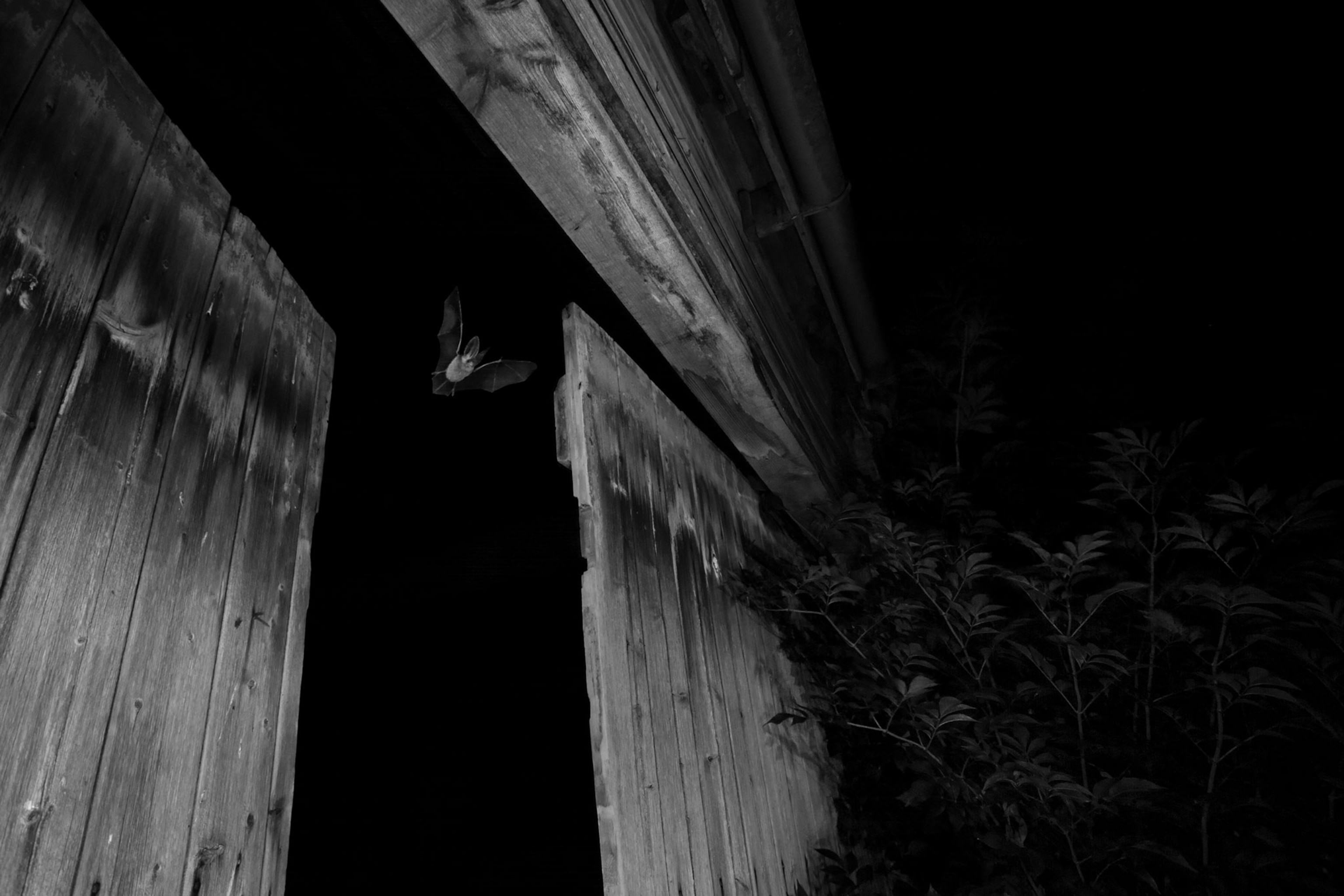 a bat flying through barn doors