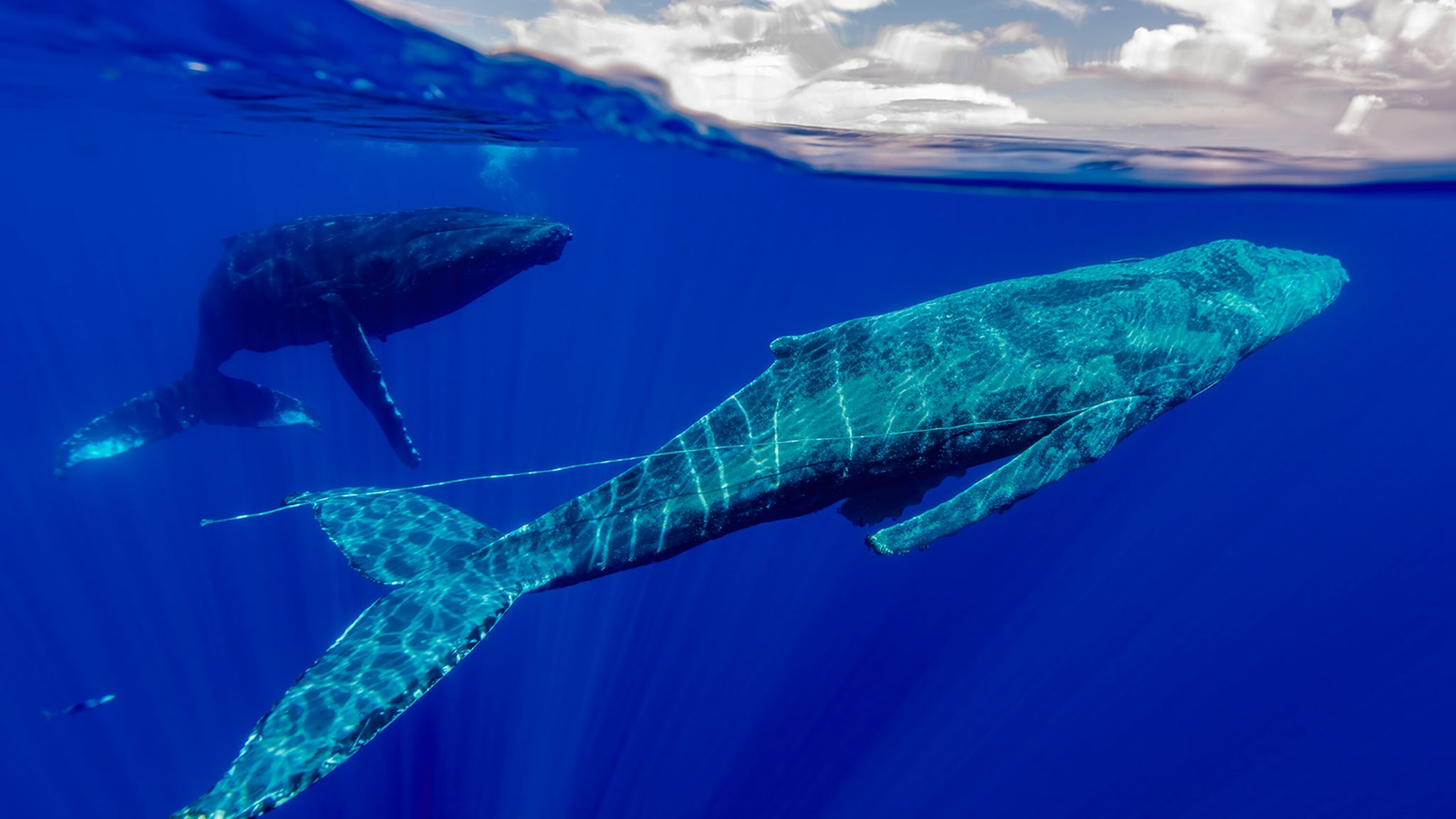 _CES3366-copy_16x9.jpg?w=1200