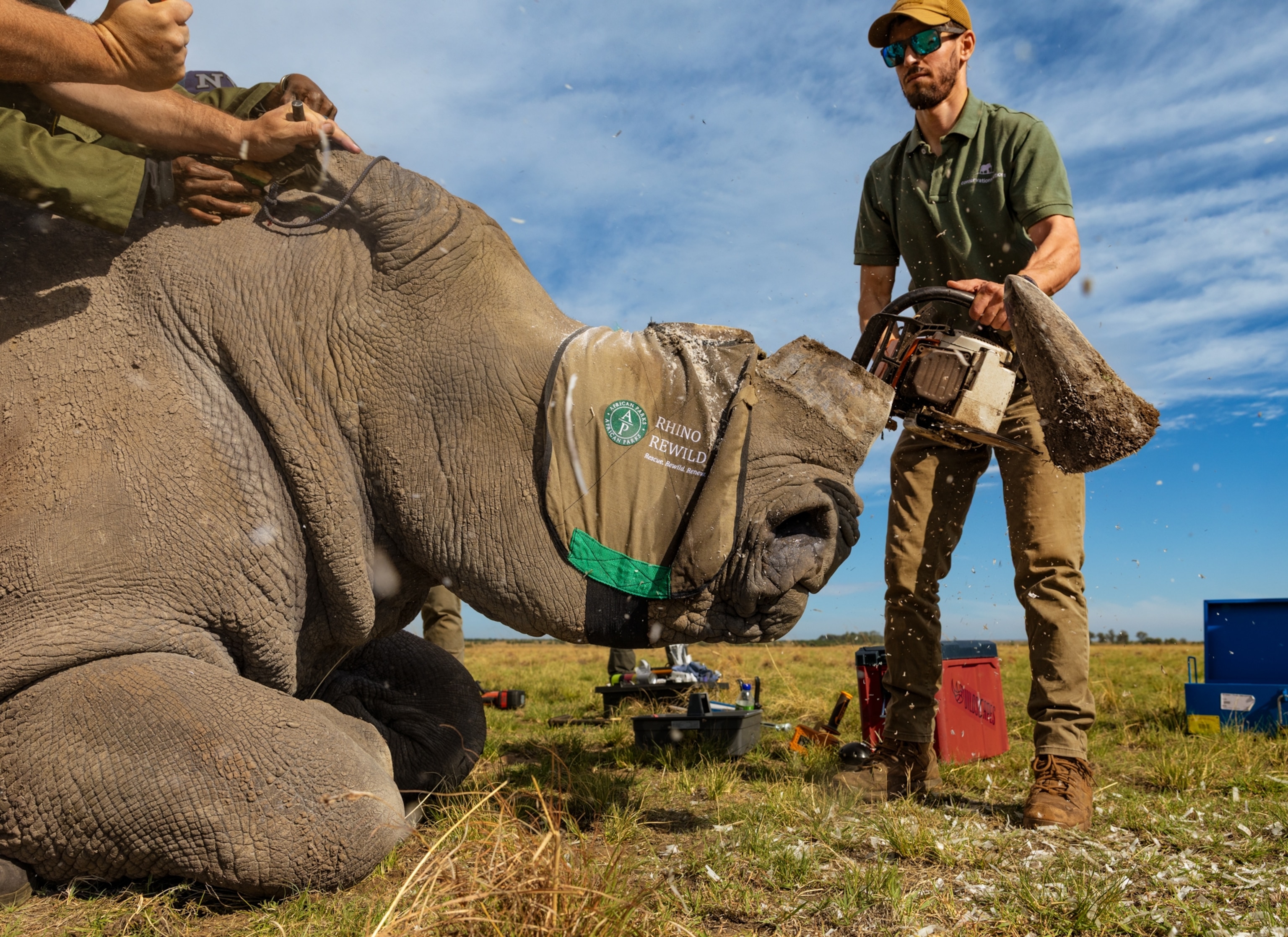An adult rhino lays on the ground with a piece of fabric covering its eyes. Several people hold the rhino from behind, while a man in front of the rhino saws off its horn with a chainsaw, still leaving about 6 inches of horn.