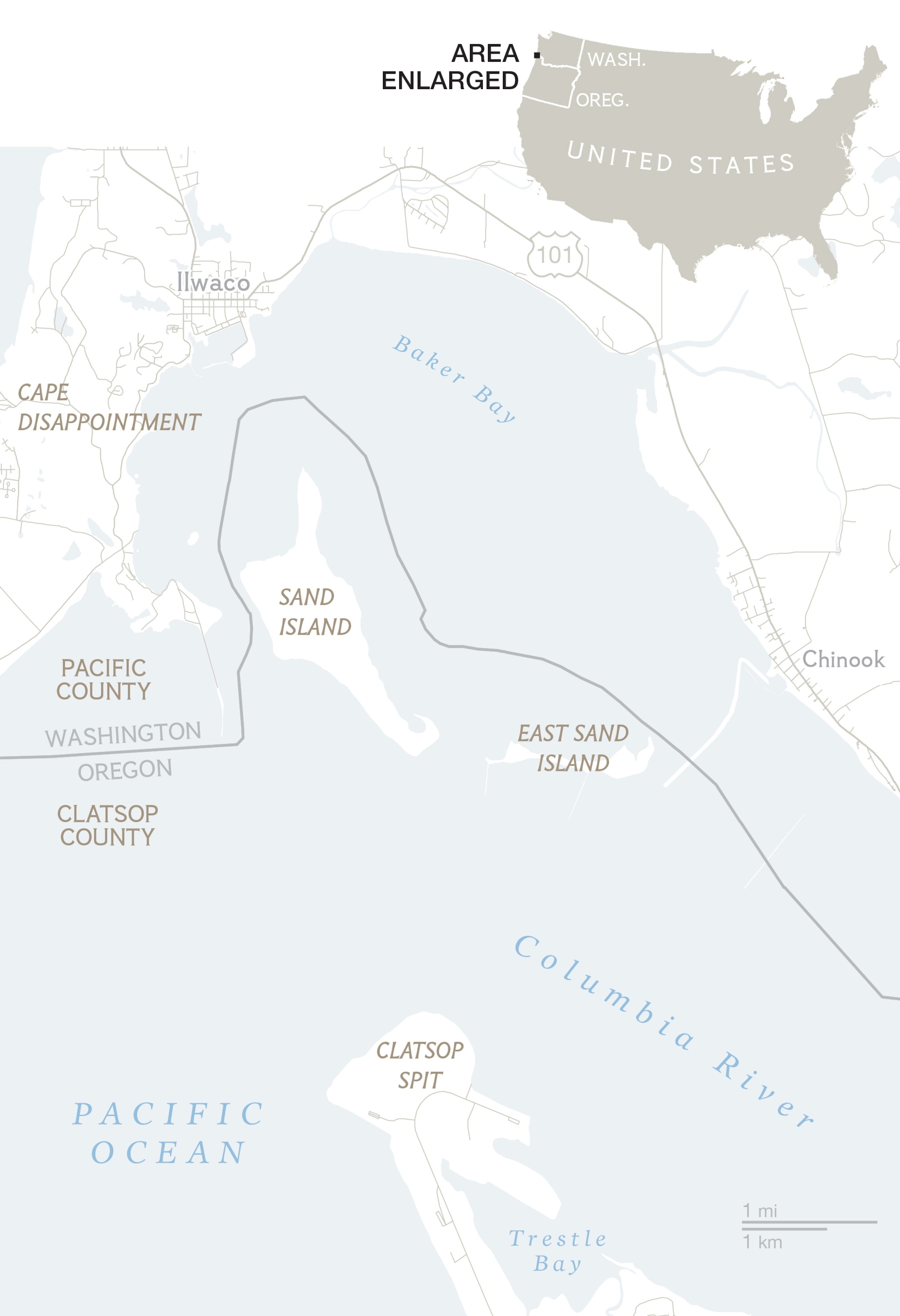 cormorants covering a stretch of the East Sand Island.