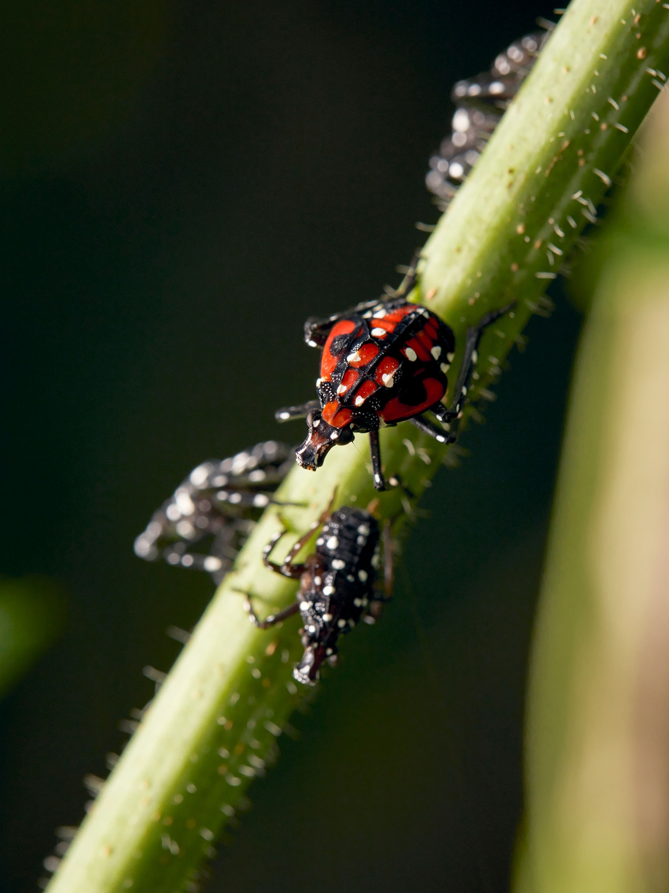 An bug with a red exterior and black and white spots is on a stem next to small bugs with black exteriors and white spots.