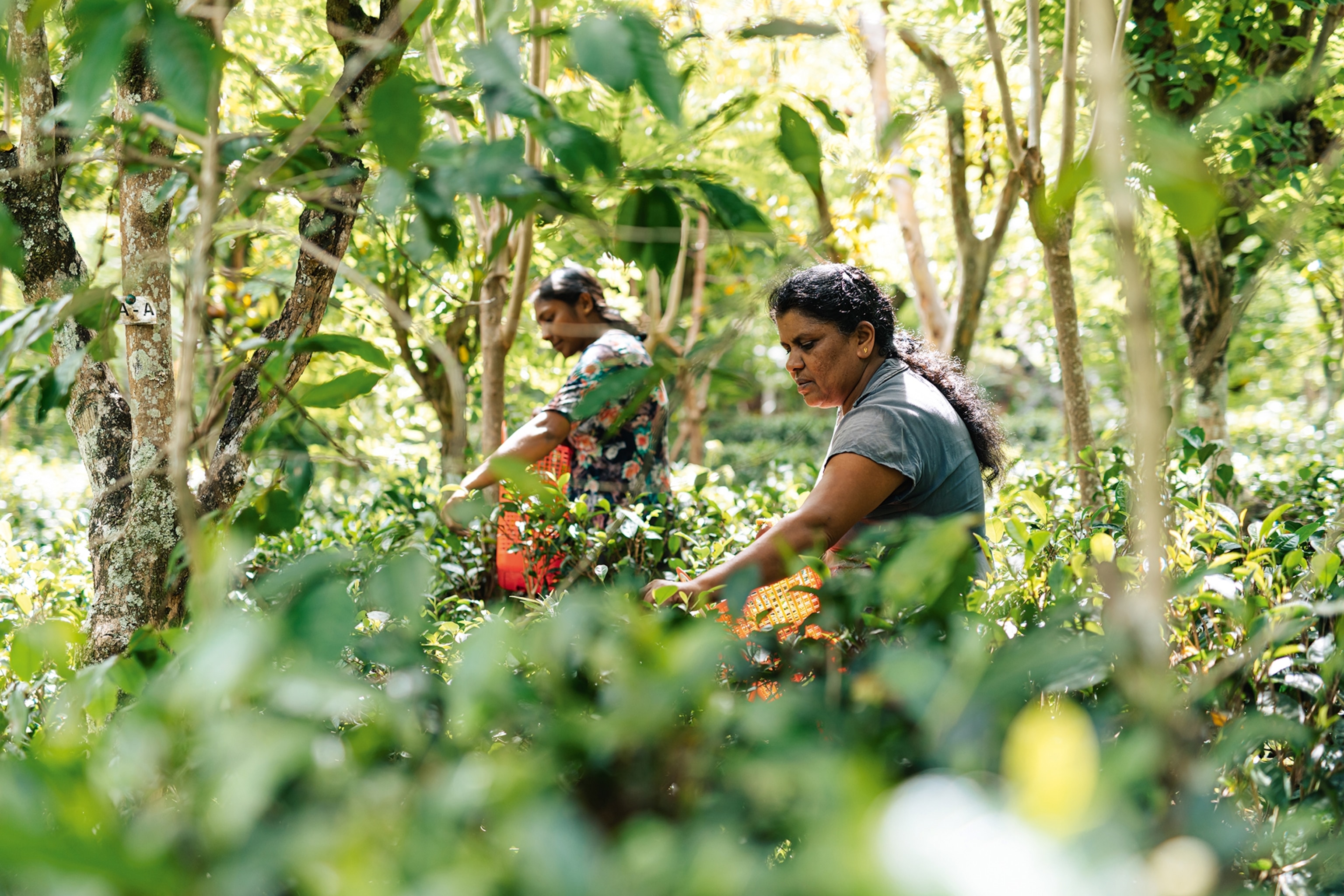 A wide shot of two local women picking tea leaves from a thickly grown forest plantation.