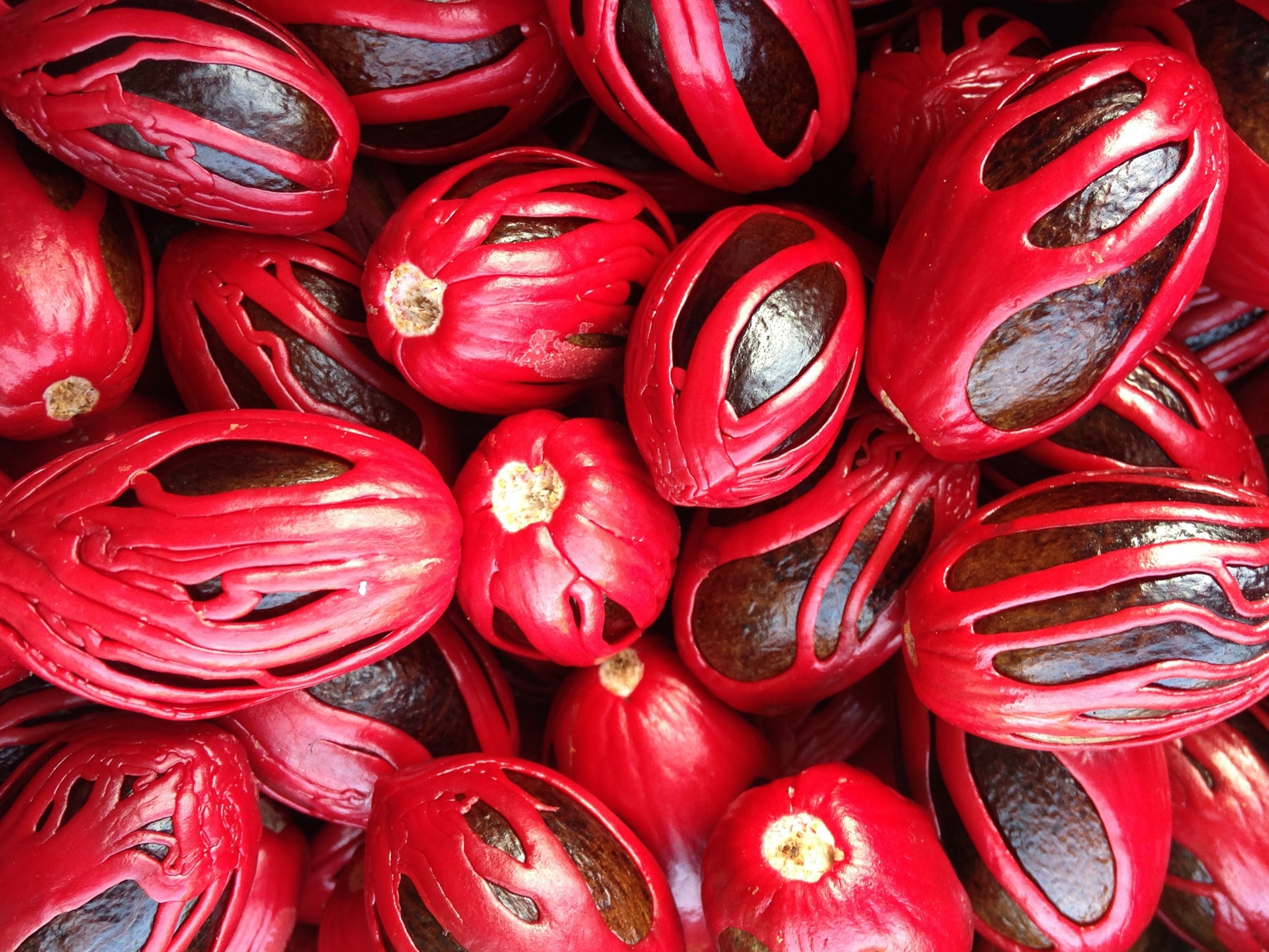 fresh nutmeg fruits