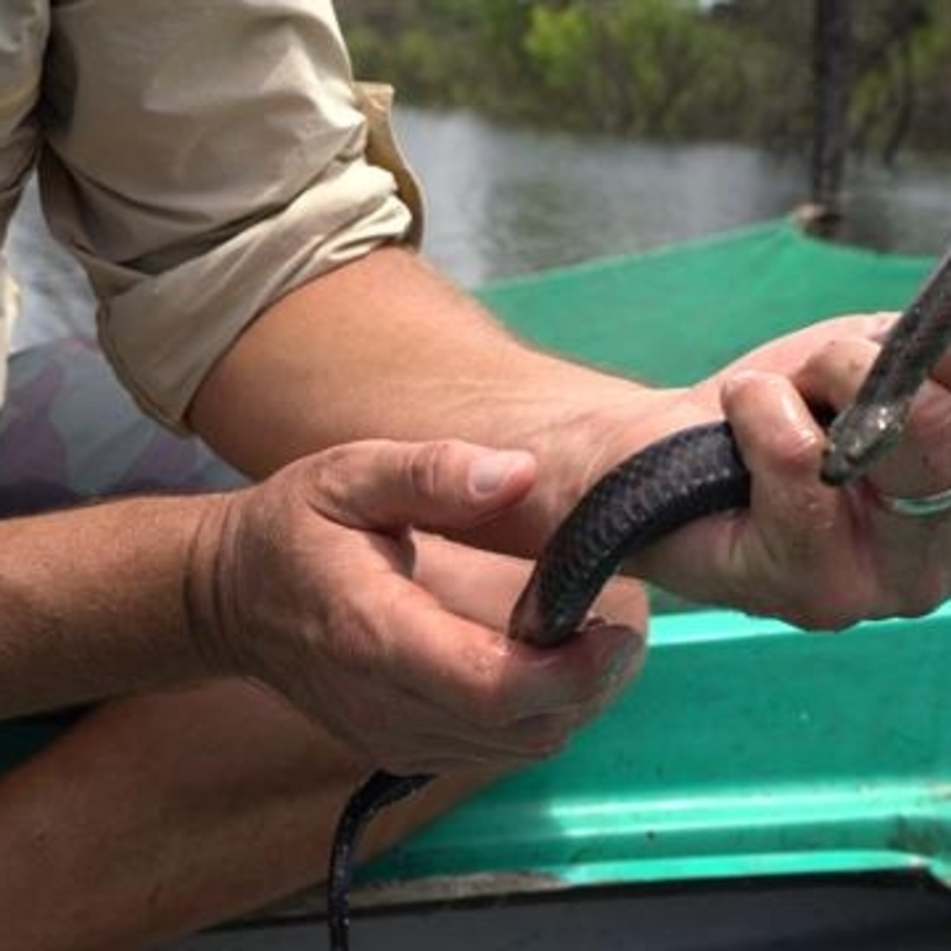 World's largest snake hunt hurts Cambodia's Tonle Sap Lake