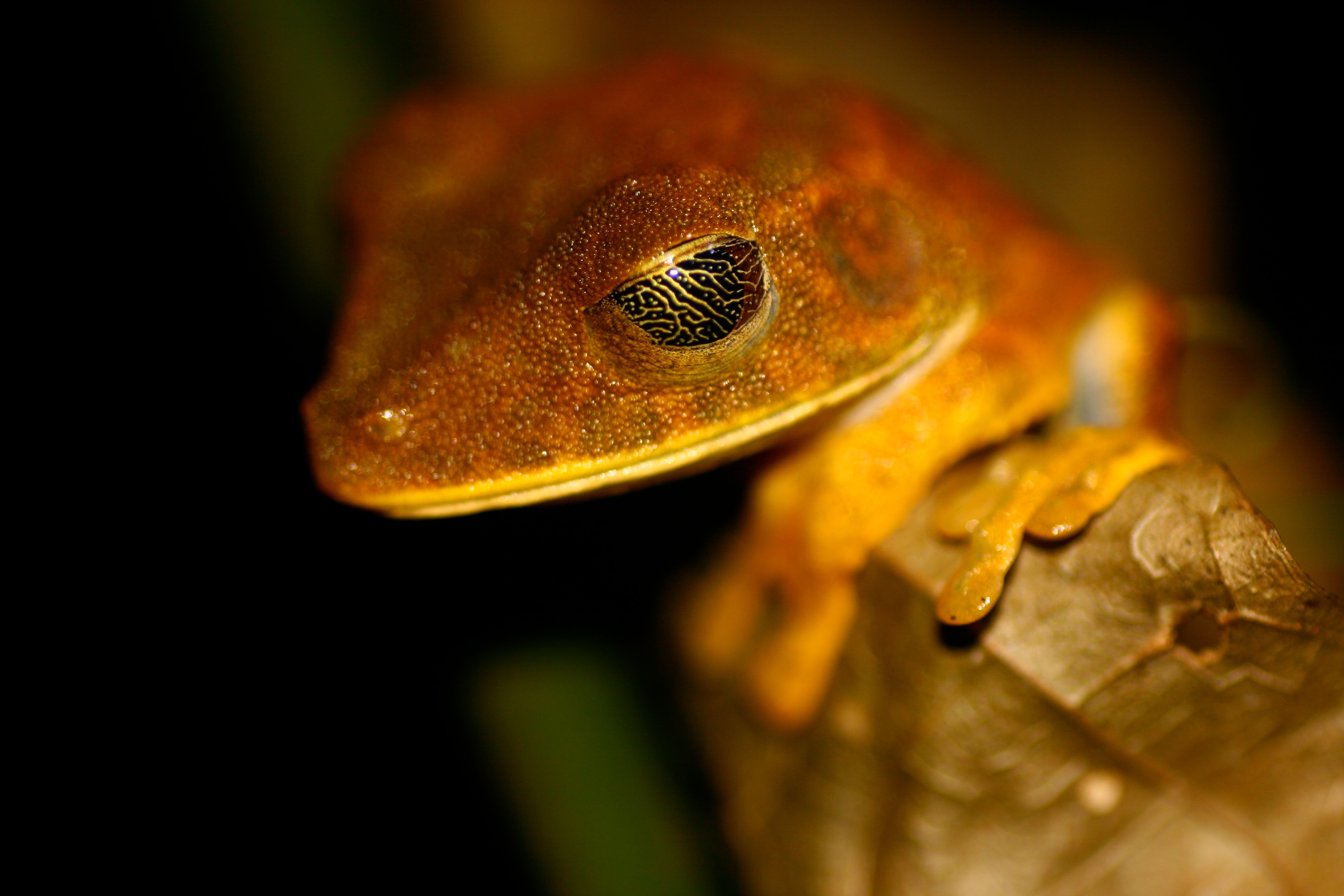 Tree frog in Amazon jungle, Ecuador