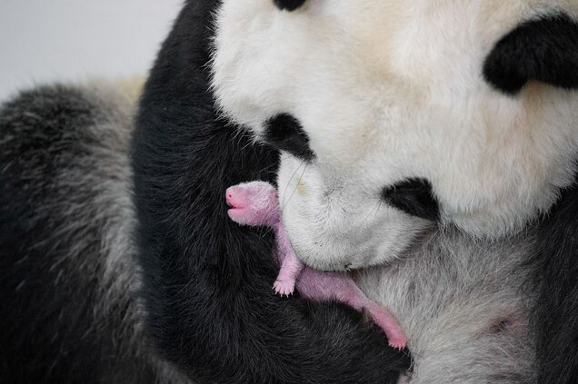 6 Fierce Animal Moms That Go to Extremes For Their Young