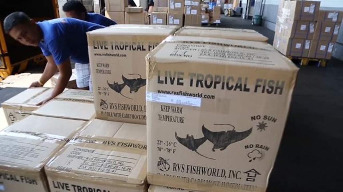 How Tropical Fish Get From Coral Reefs to Your Aquarium | National ...
