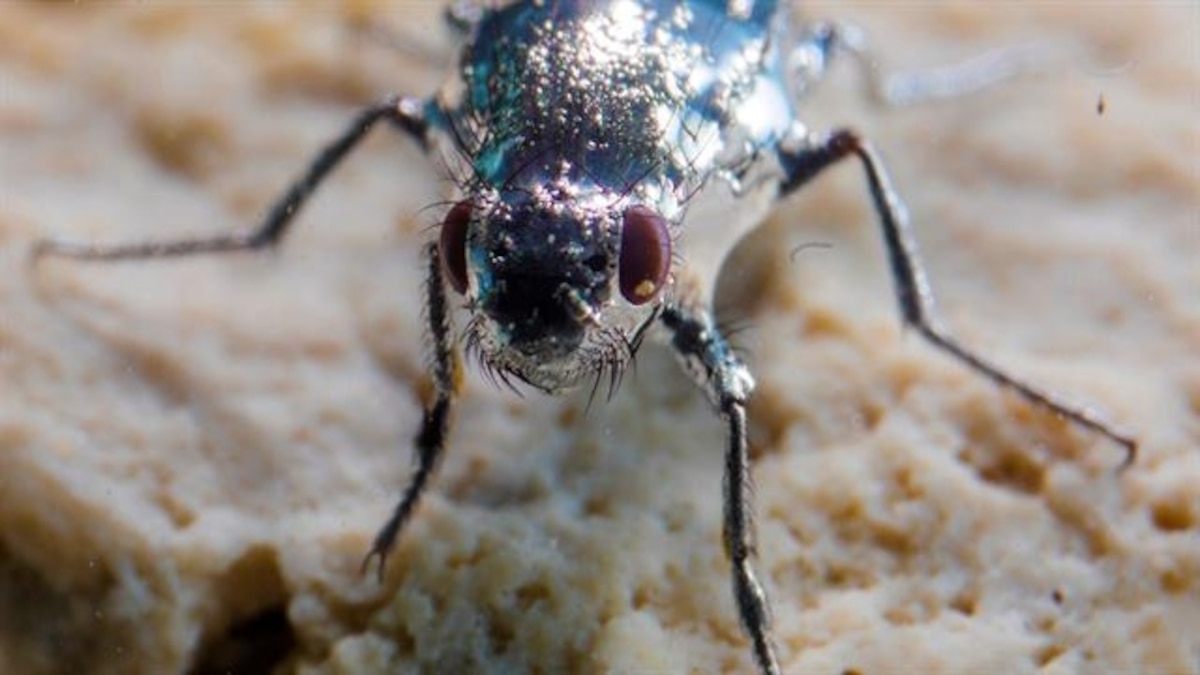 Hairy Alkali Flies Survive Mono Lake, California's Toxic Water With