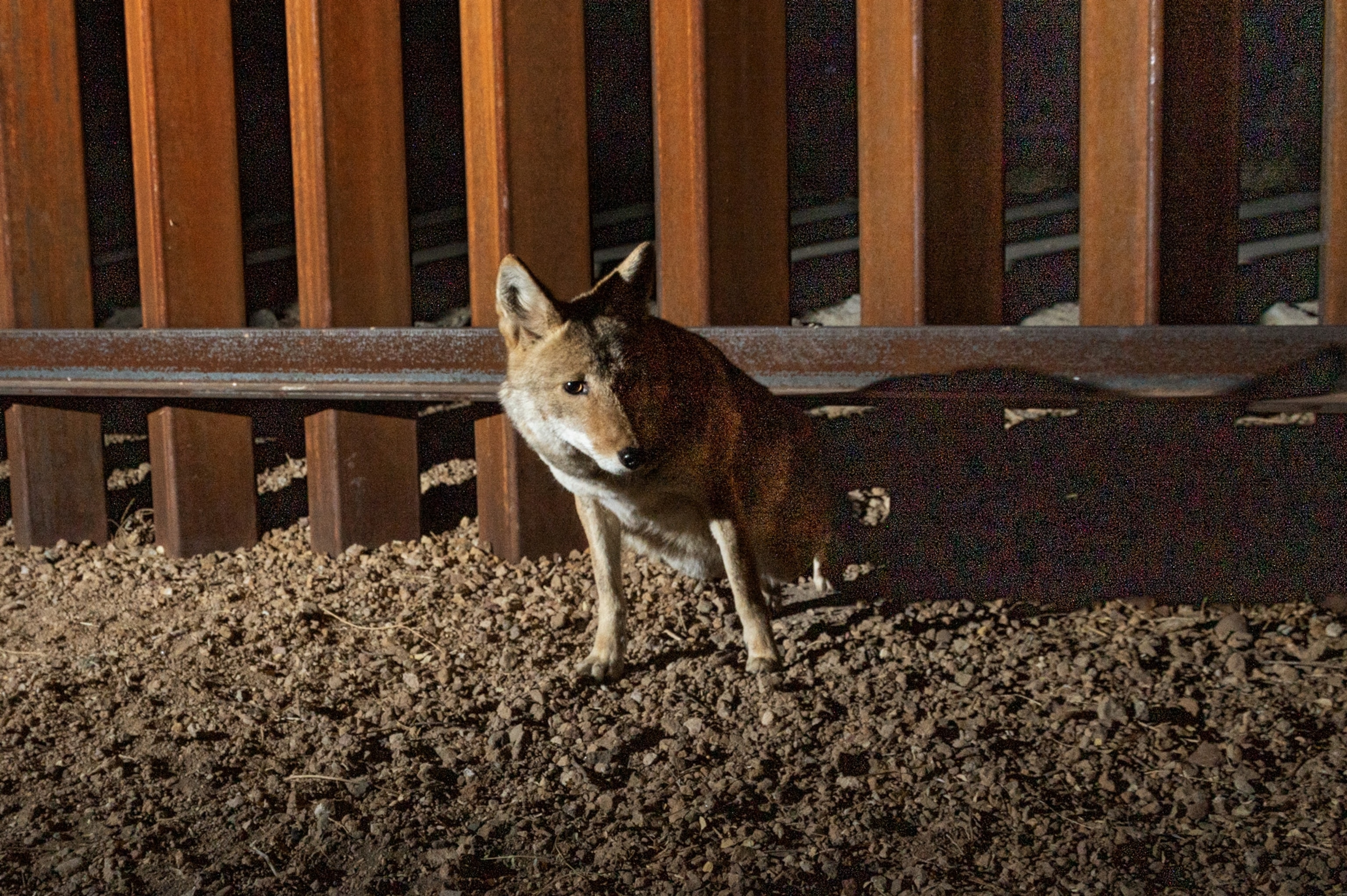 dog like coyote crawling through metal fence