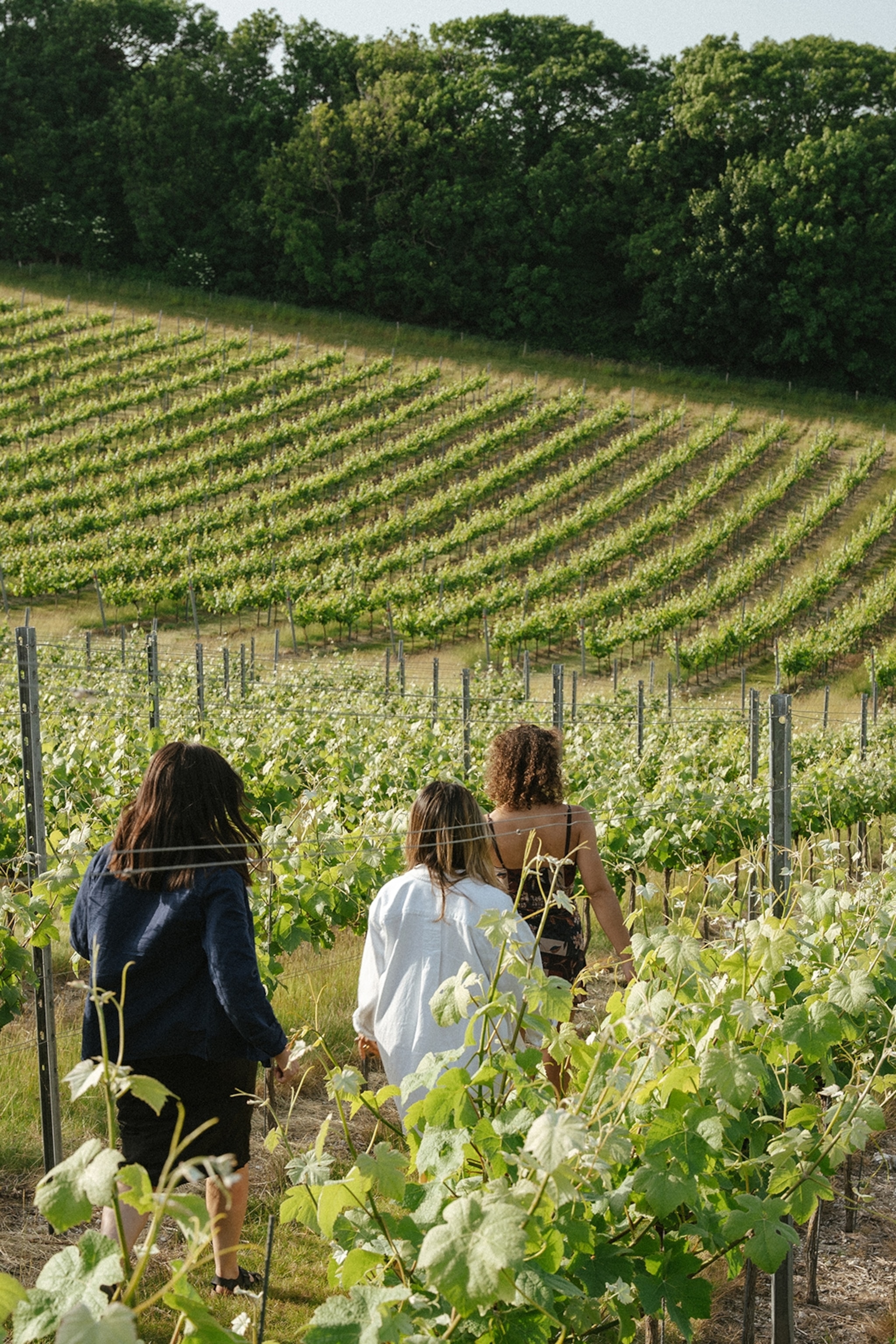 A group of visitors walking through a hill-side vineyard.
