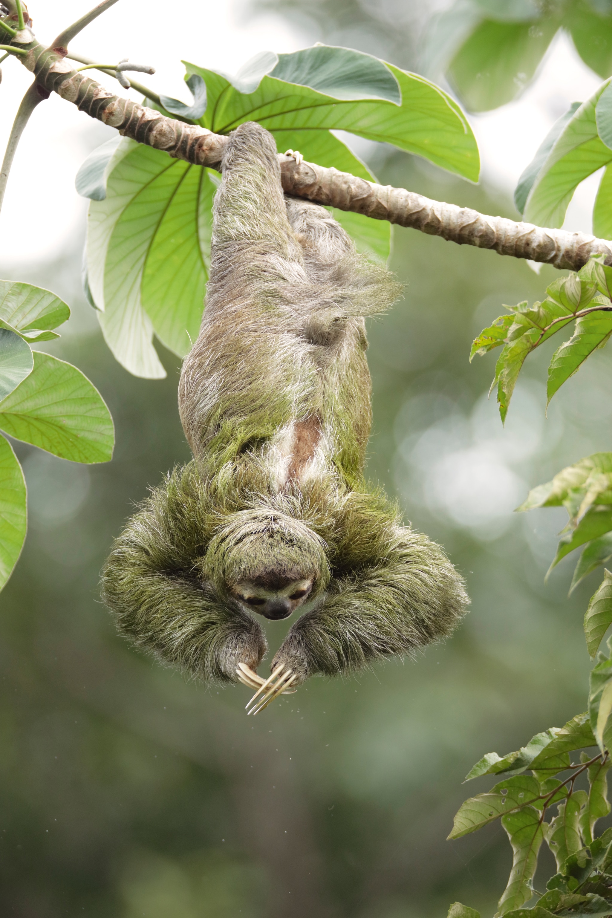 Sloth hanging upside down from branch