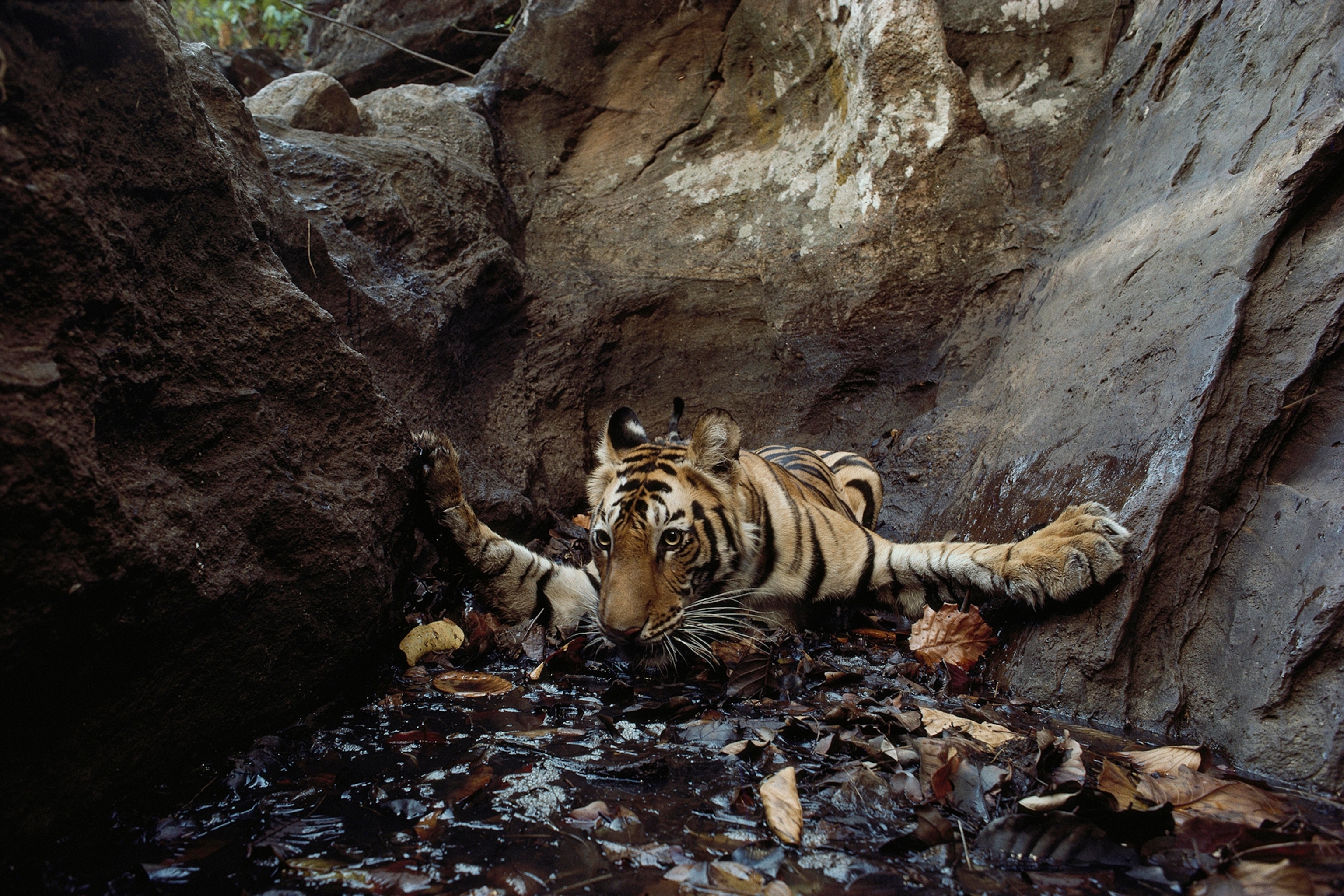 An Indian tiger, Panthera tigris tigris, takes a dip in a pool to cool off from the heat.