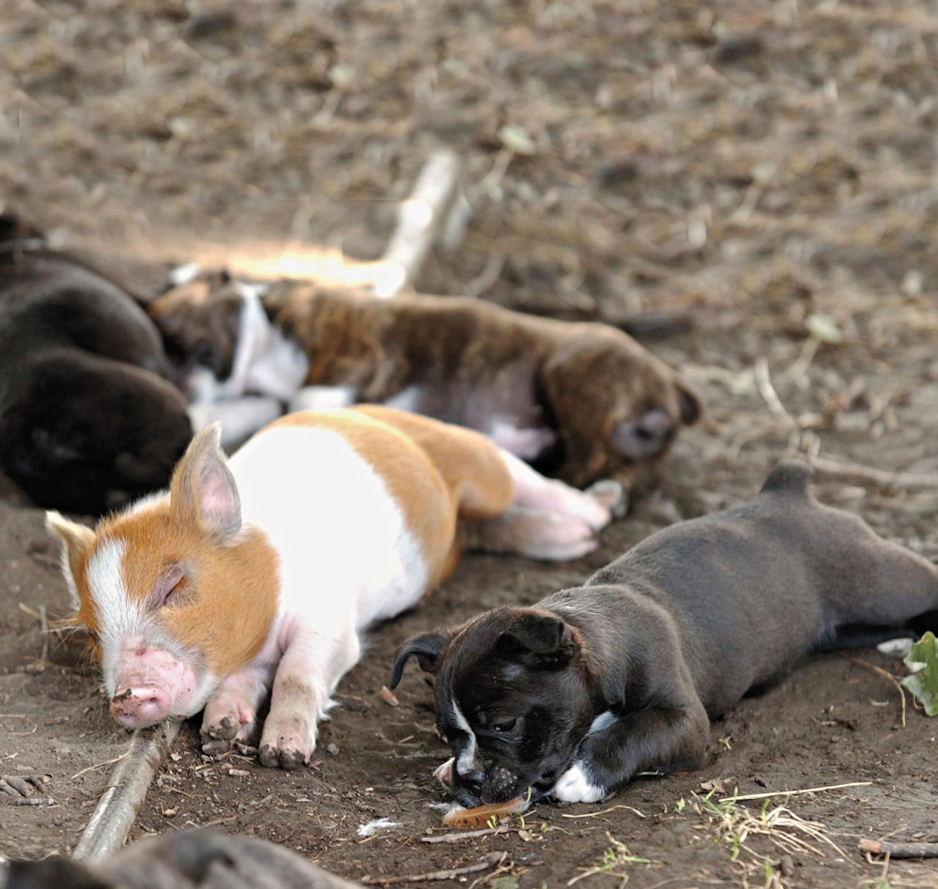 a piglet with puppies
