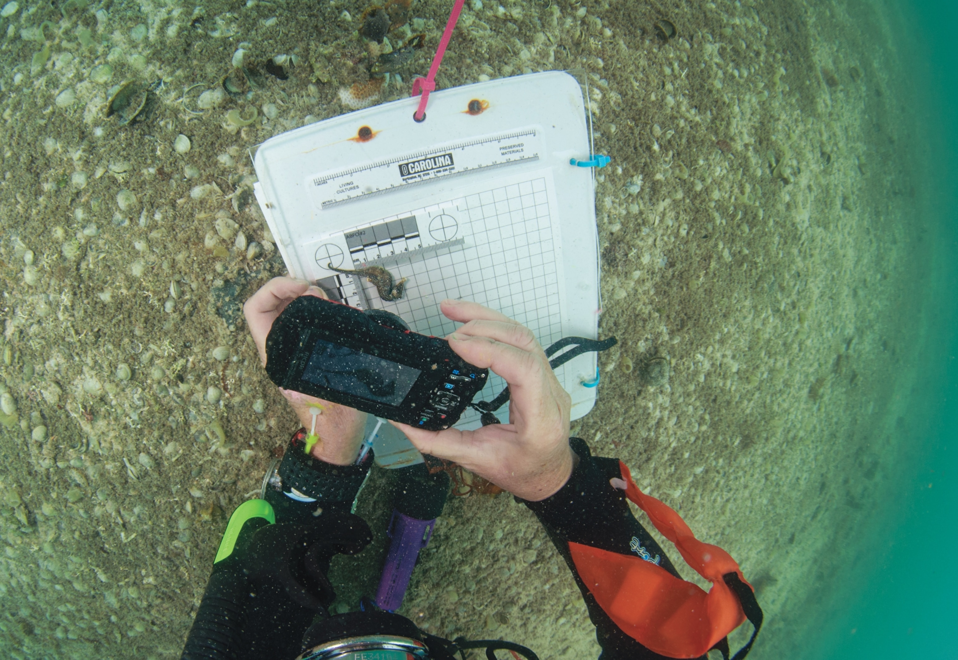 The fish between a clear slate and one with a standardized grid pattern for scale.
